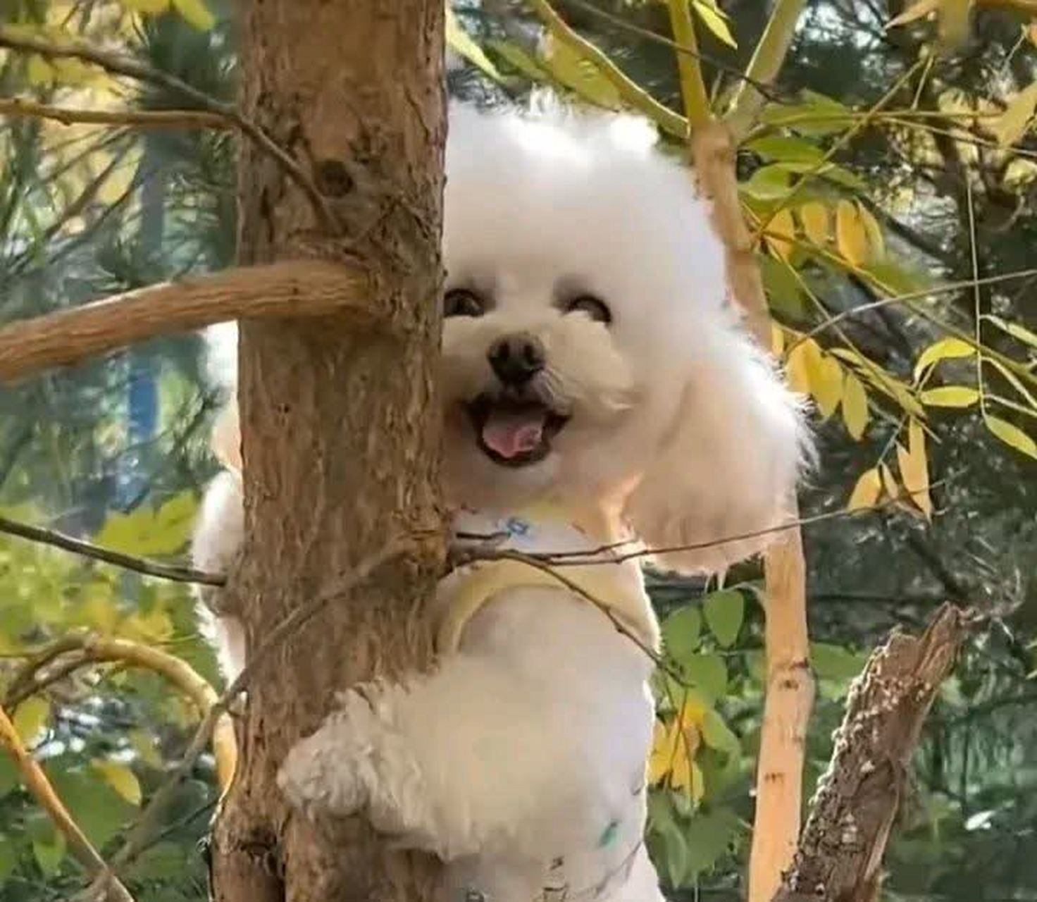 太可爱了,主人给狗狗拍照并要求狗狗微笑,狗狗居然配合地笑了.[二哈]