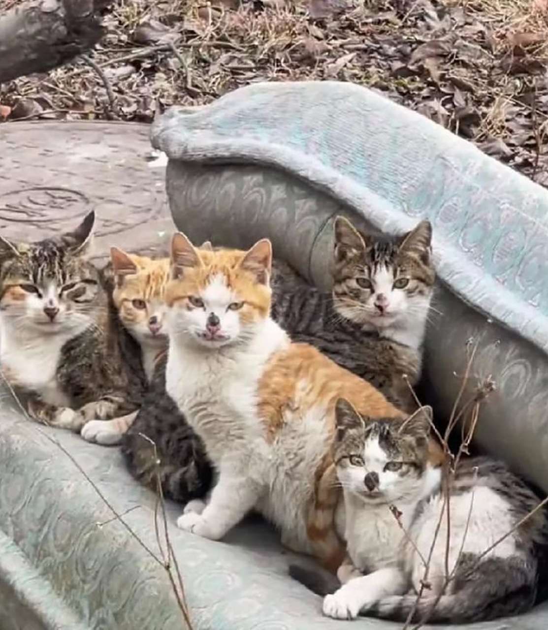 在路边发现流浪猫一家五口,它们全都挤在一起,好奇地看着这个世界!