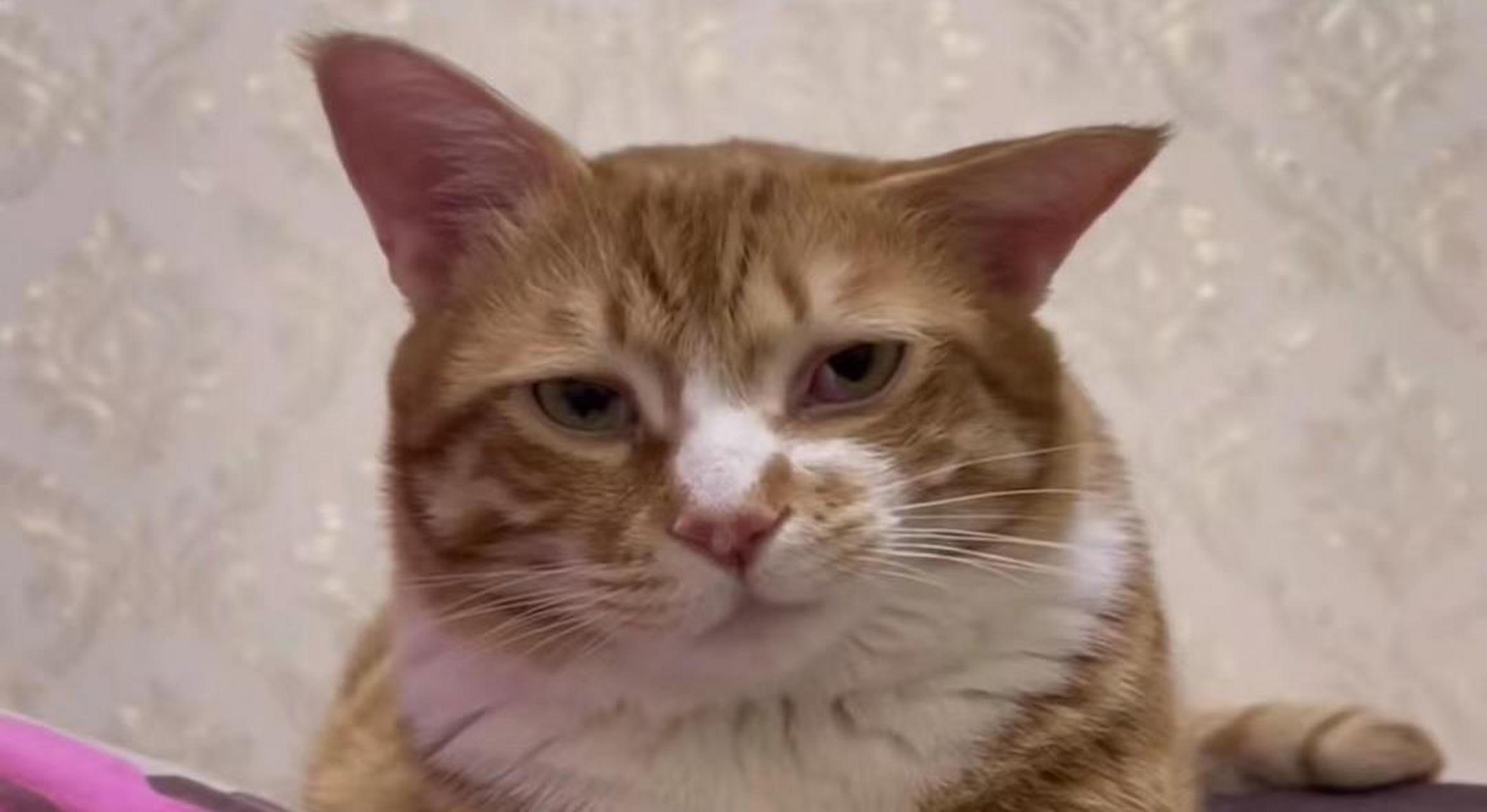 瞧这一脸不不懈的表情,是谁欠你钱了吗?