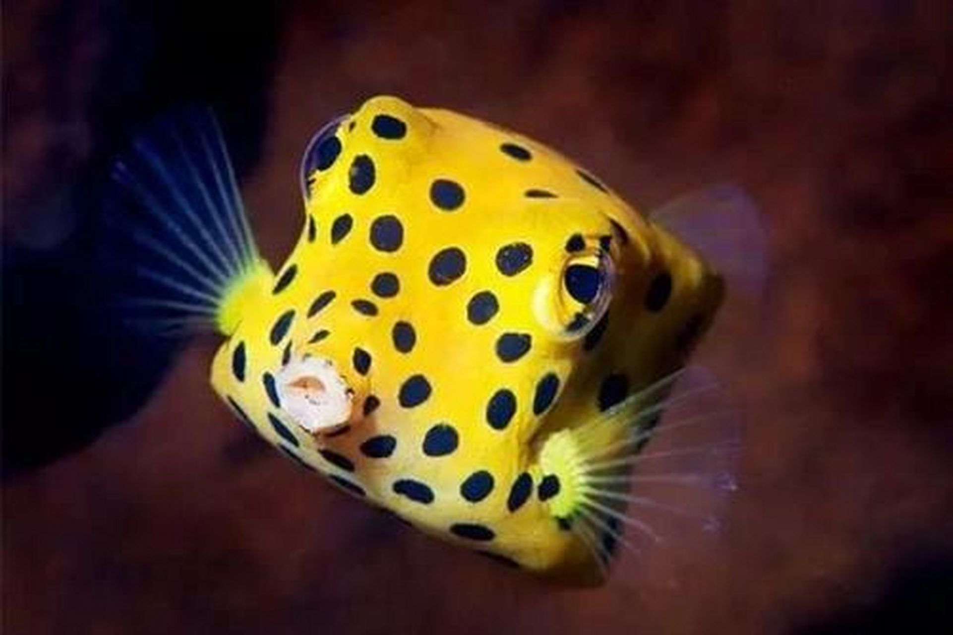 这鱼好方啊 粒突箱鲀鱼来啦 这只鱼有点方哈哈 它主要栖息在半遮蔽的