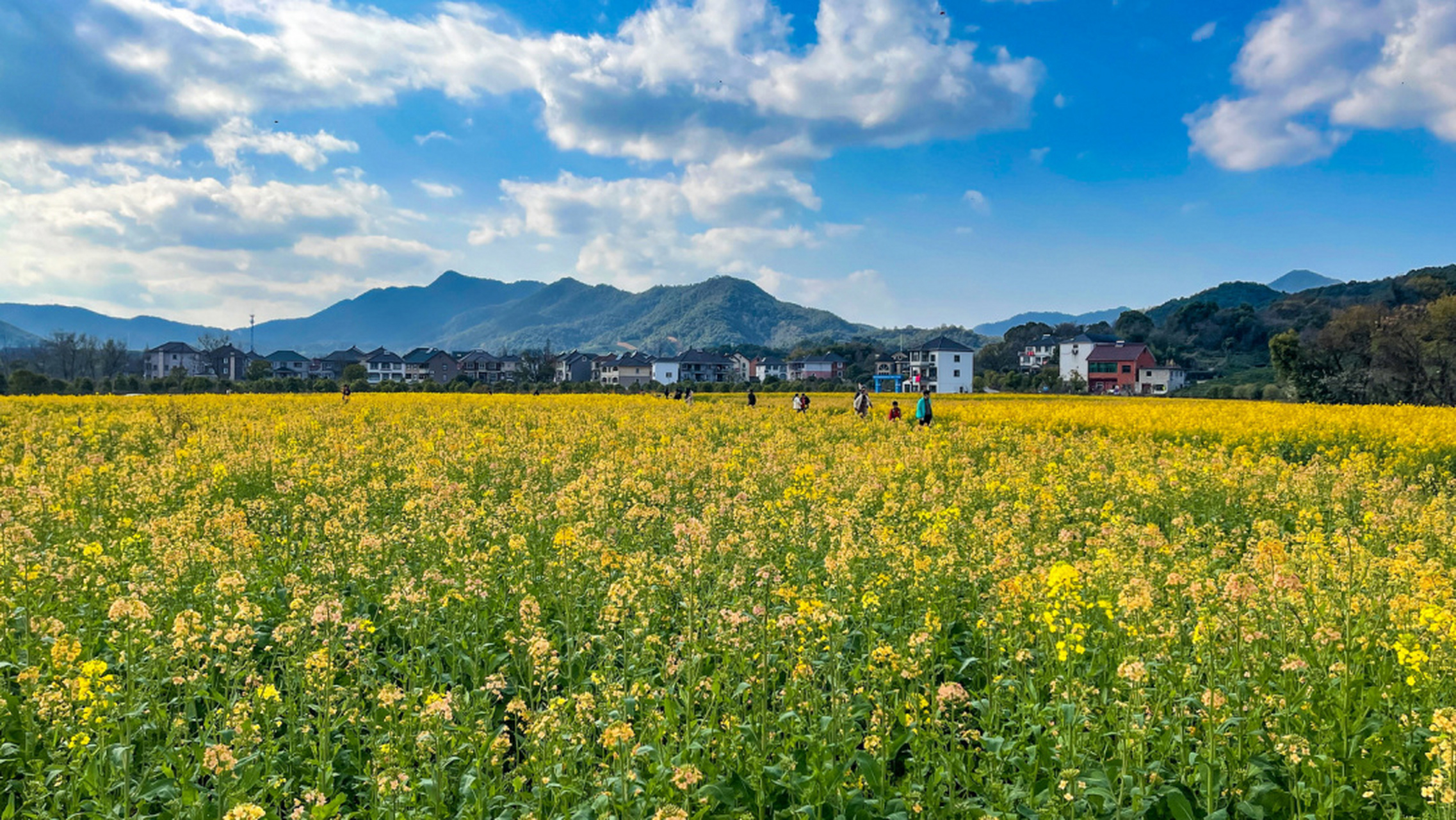 杭州·西湖区·双浦镇·湖埠村彩色油菜花田,杭州农科院用常规黄花