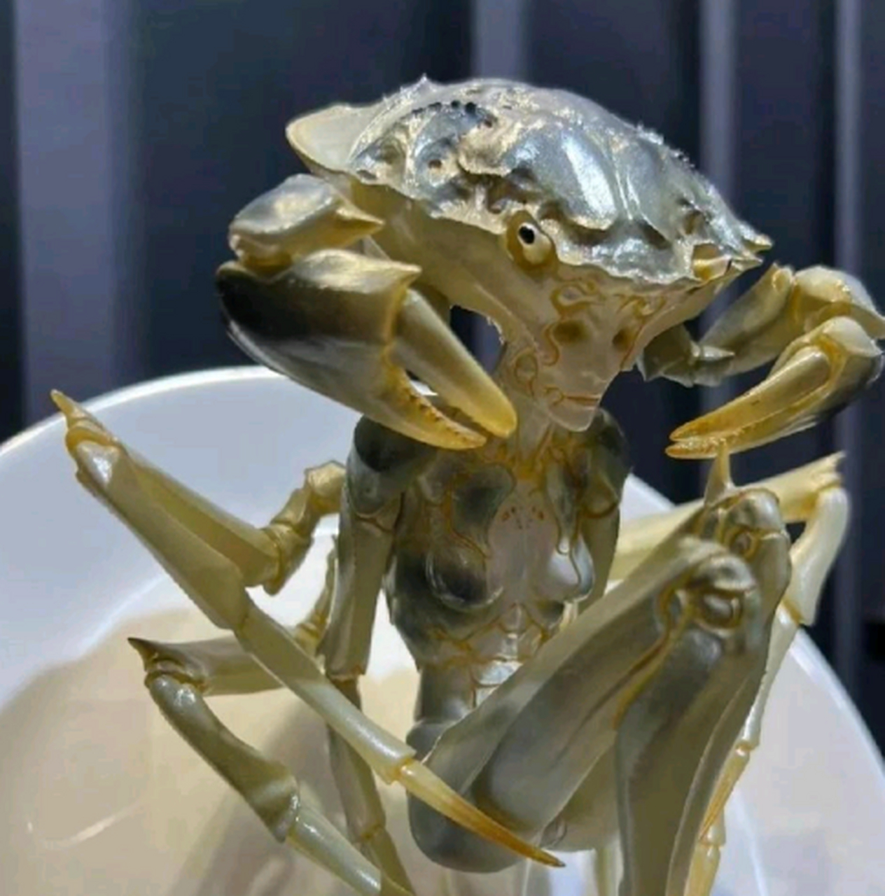 好可怕的螃蟹,有一种未知生物的感觉