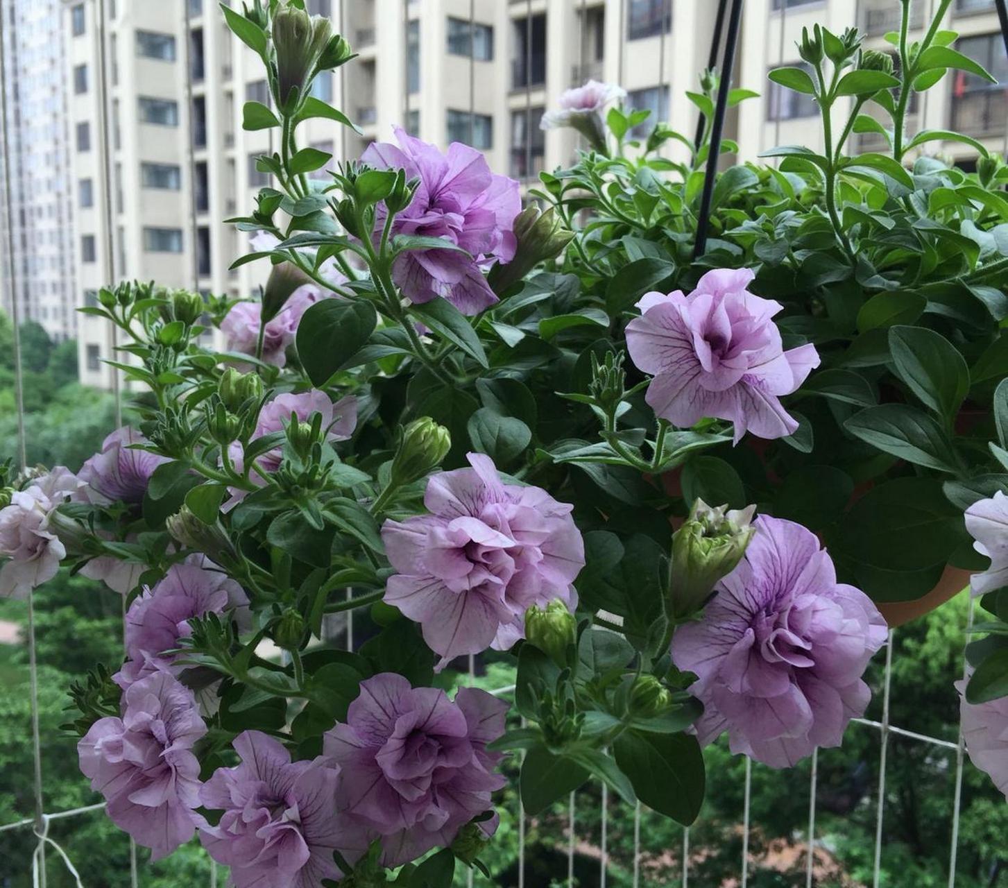 超级矮牵牛"重瓣冰淡紫",一个超级漂亮的品种,花型完全重瓣,花瓣层