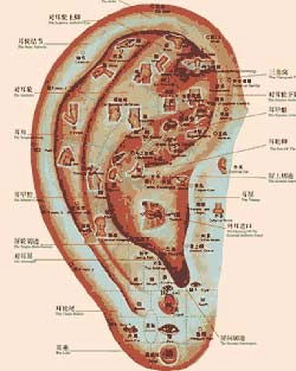 耳朵肾的准确位置图图片