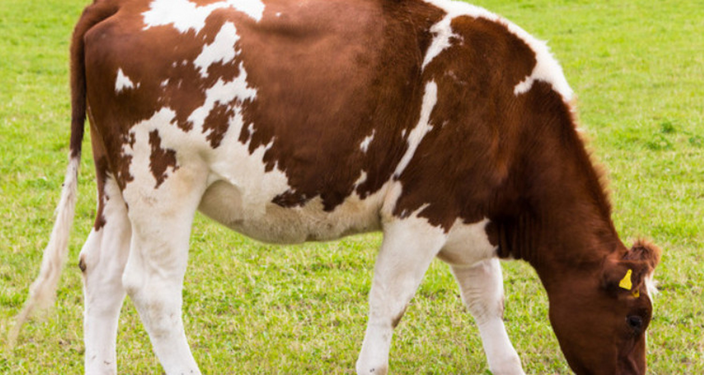 牛犊胎衣图图片