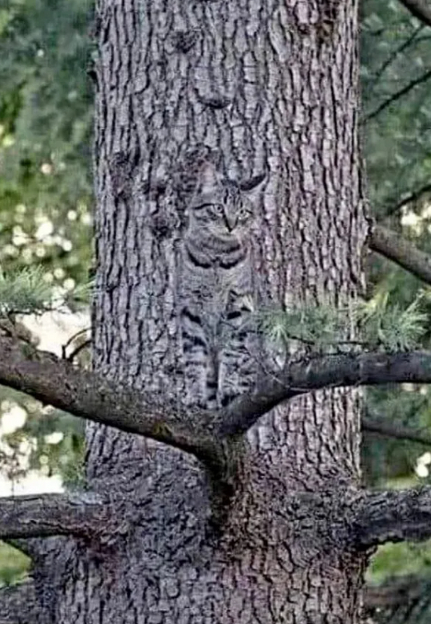 大自然里会隐藏的小动物们