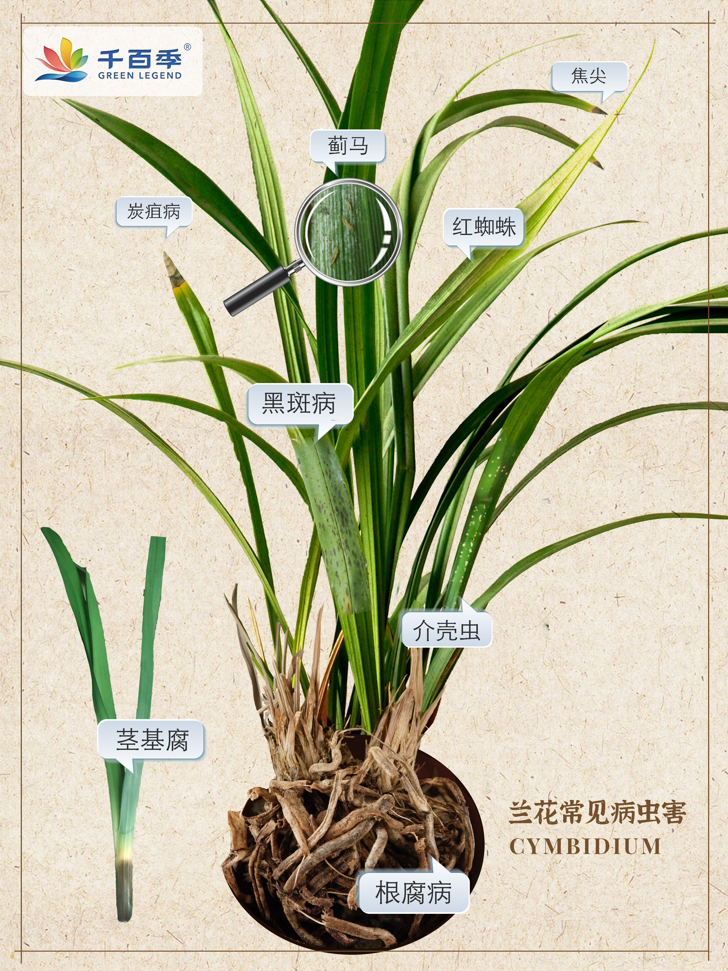 1,炭疽病,黑斑病为真菌性叶部病害,叶子上出现斑点,干枯,影响观赏和