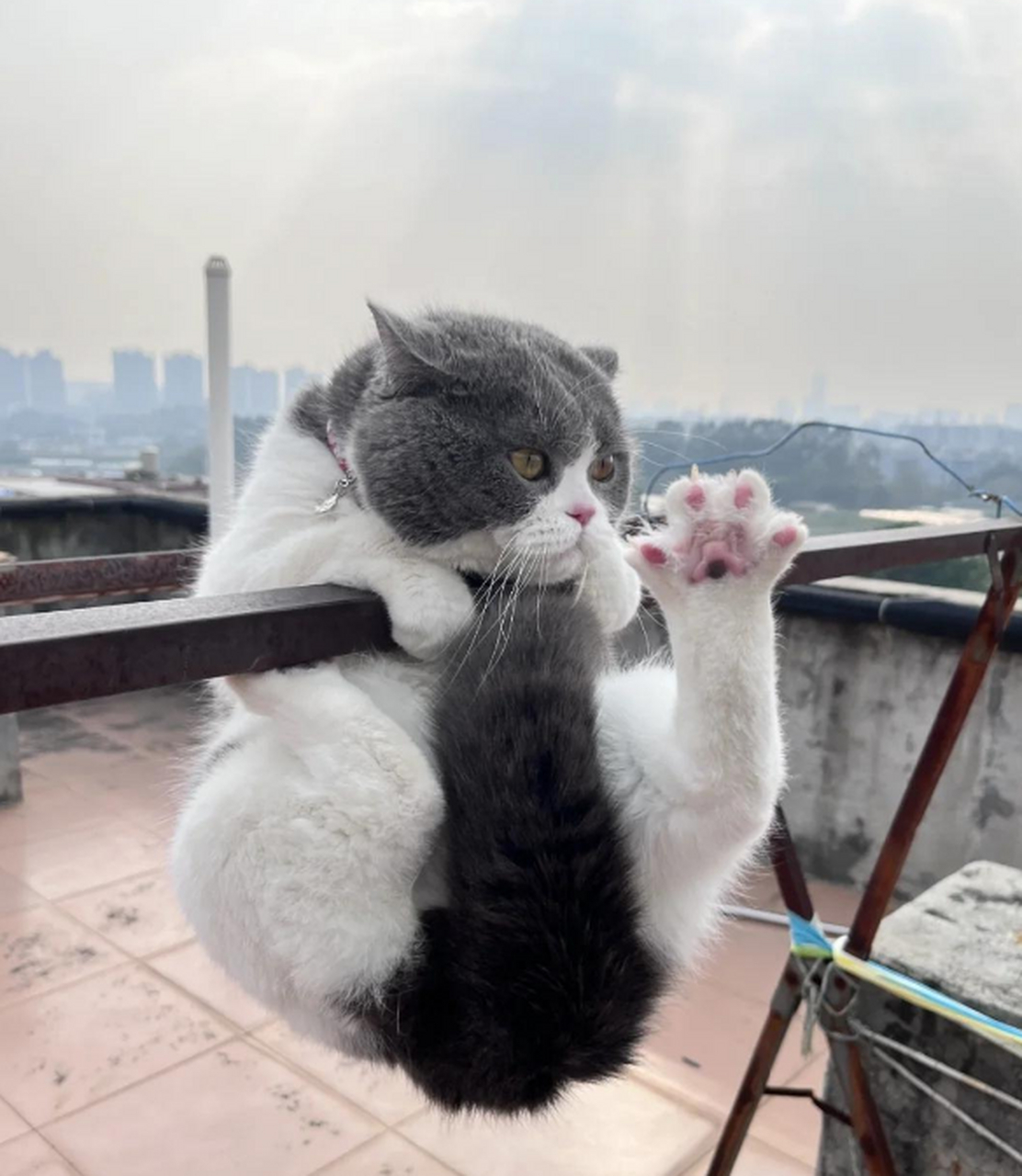 会锻炼身体的猫咪