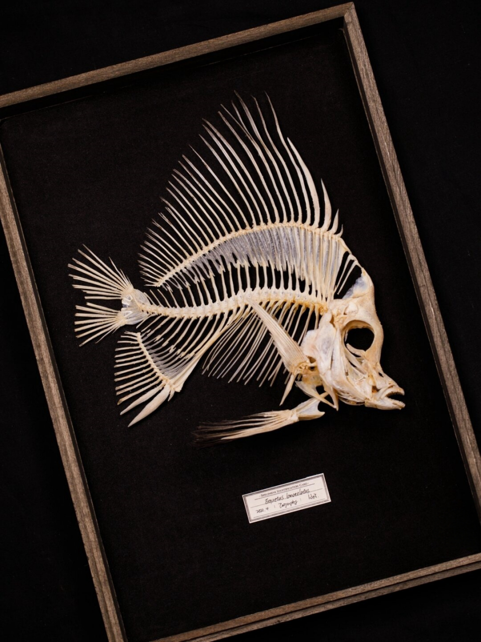 鱼类标本|吃完的鱼骨不要扔  甚至可以制作成标本.