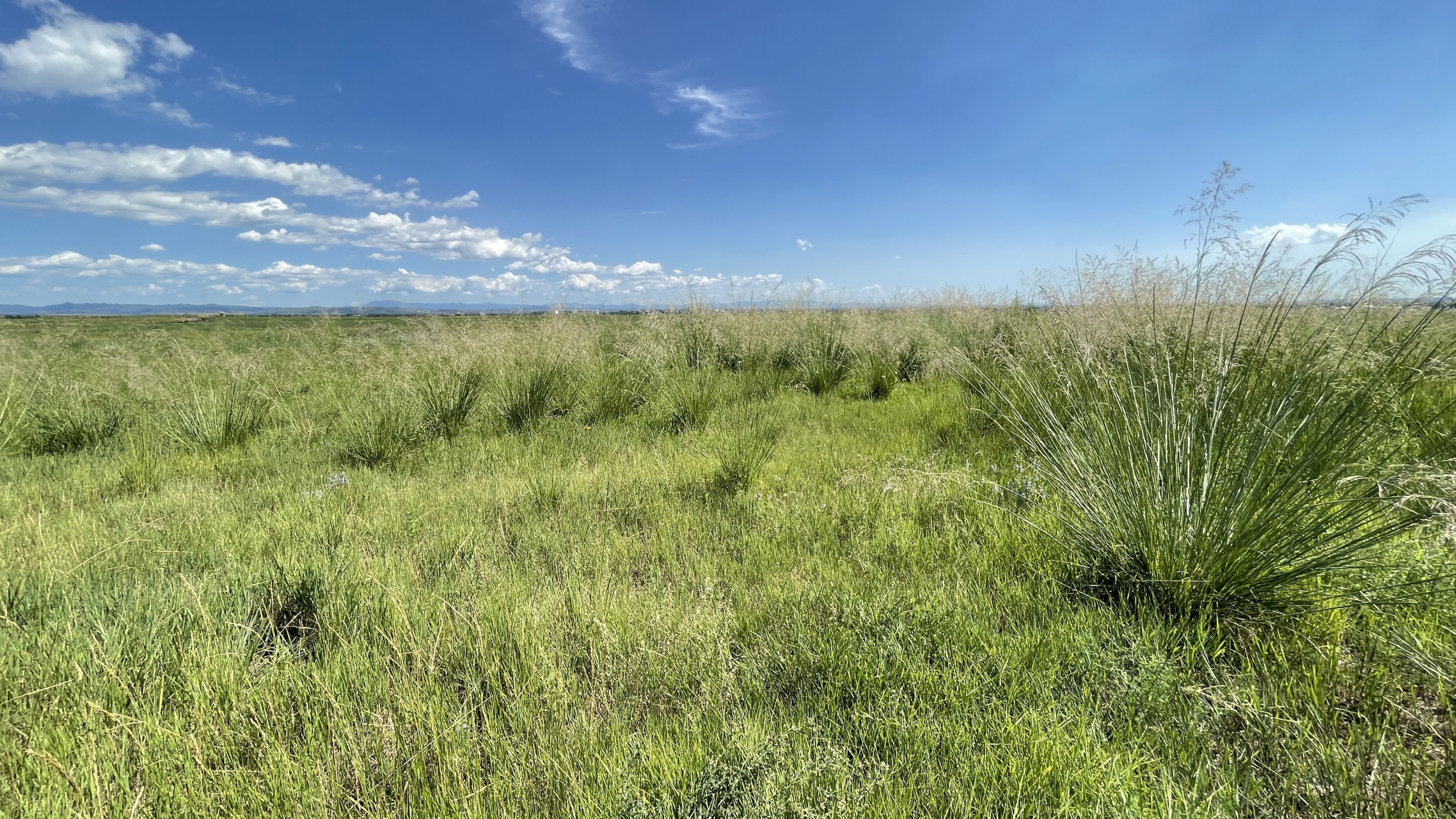 接连的暴雨过去了,敕勒川草原风景美如画,花草茂盛无比,有的牧草盖过
