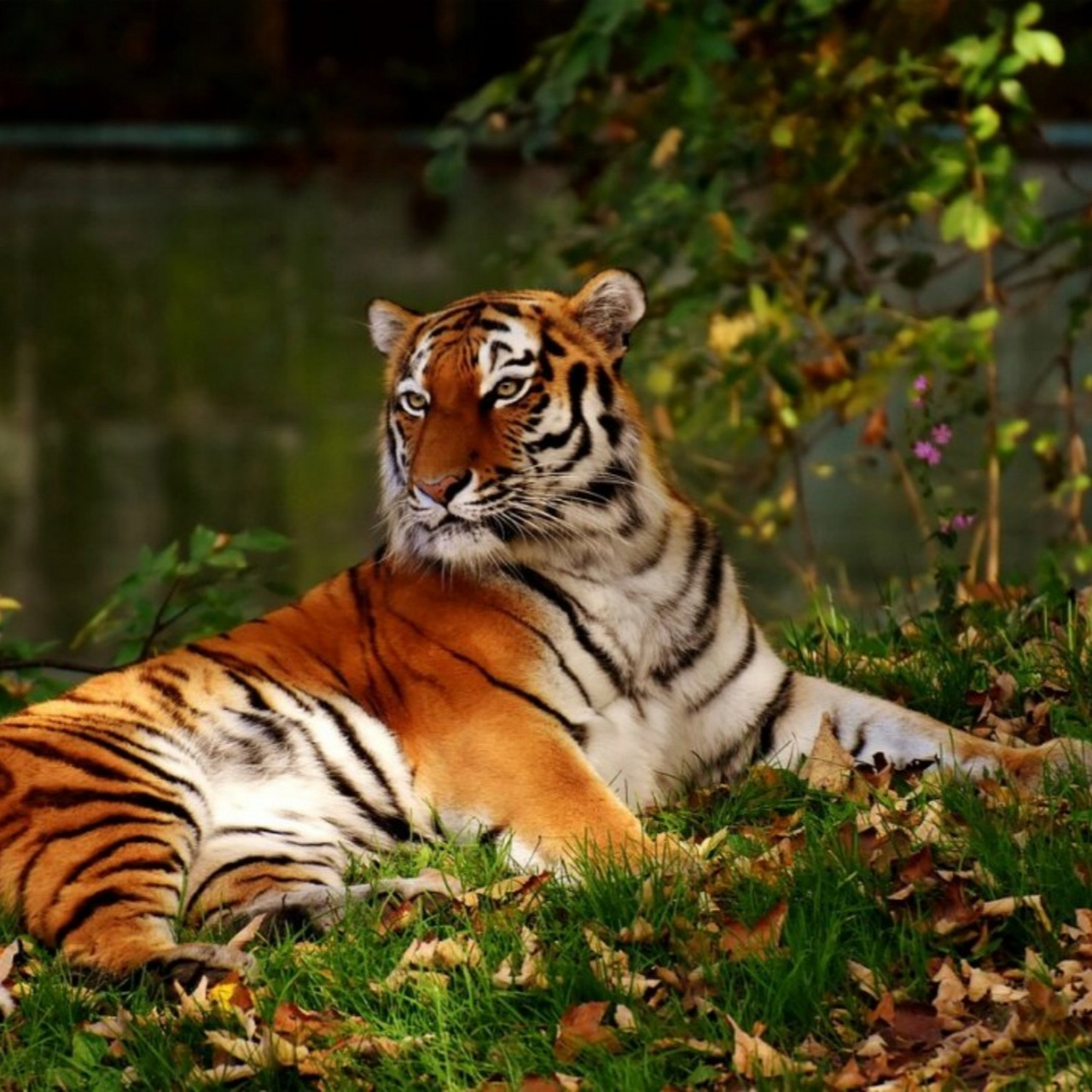 老虎是一种大型哺乳动物,属于猫科动物