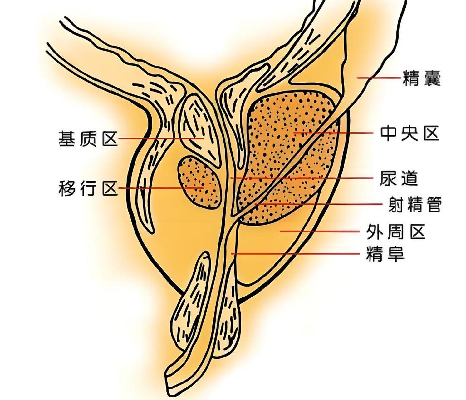 人体前列腺在哪个部位图片