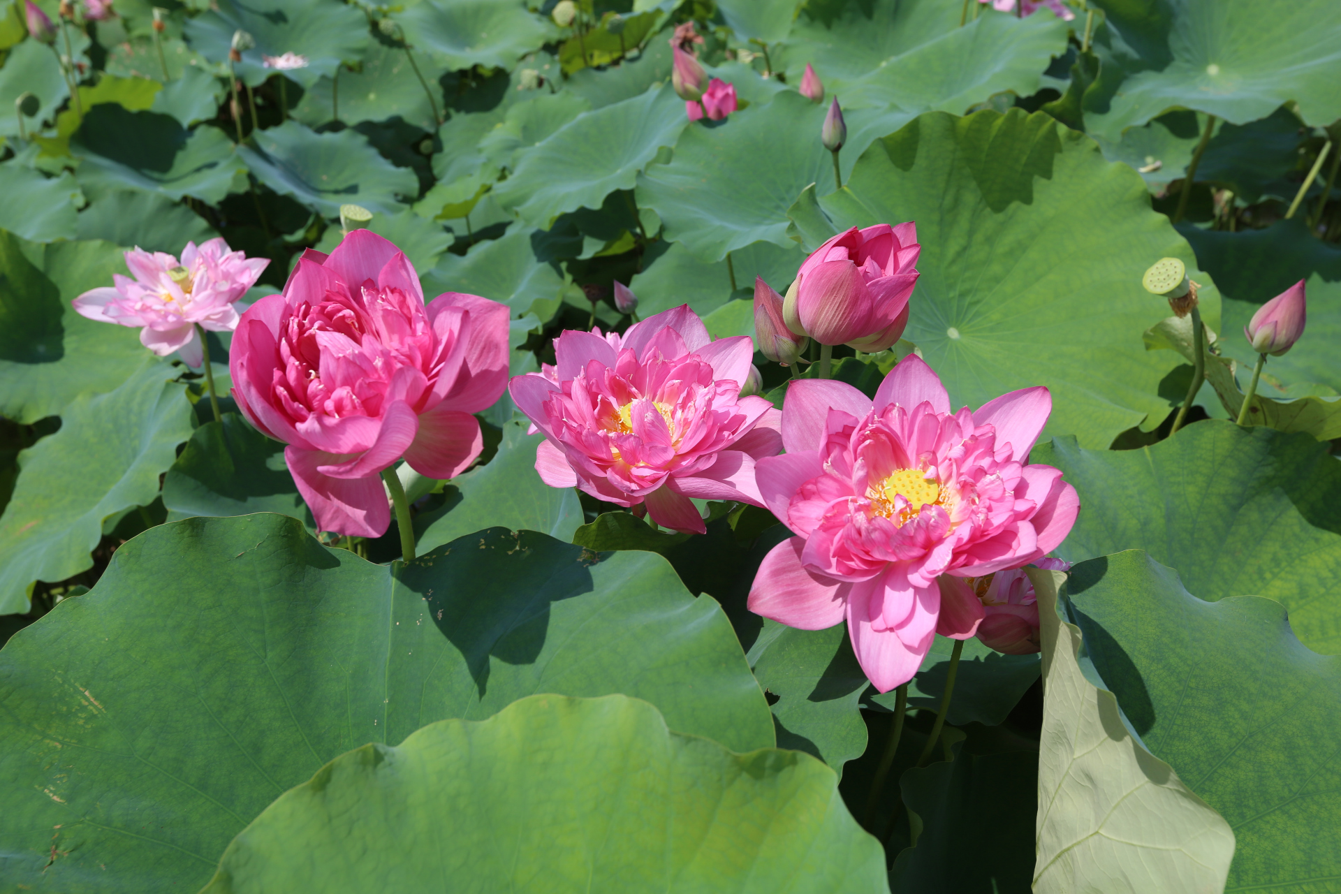 元宇宙荷花节# 游荷美覃塘的荷花,是由于历史的悠久,源远流长,抑北