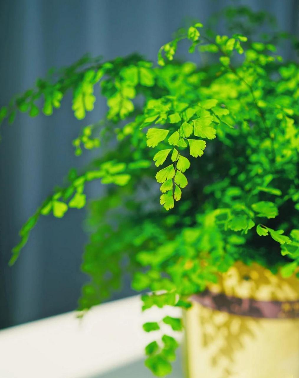 它的叶子非常小巧精致是蕨类植物,生长速度非常快,还有一定的攀爬能力