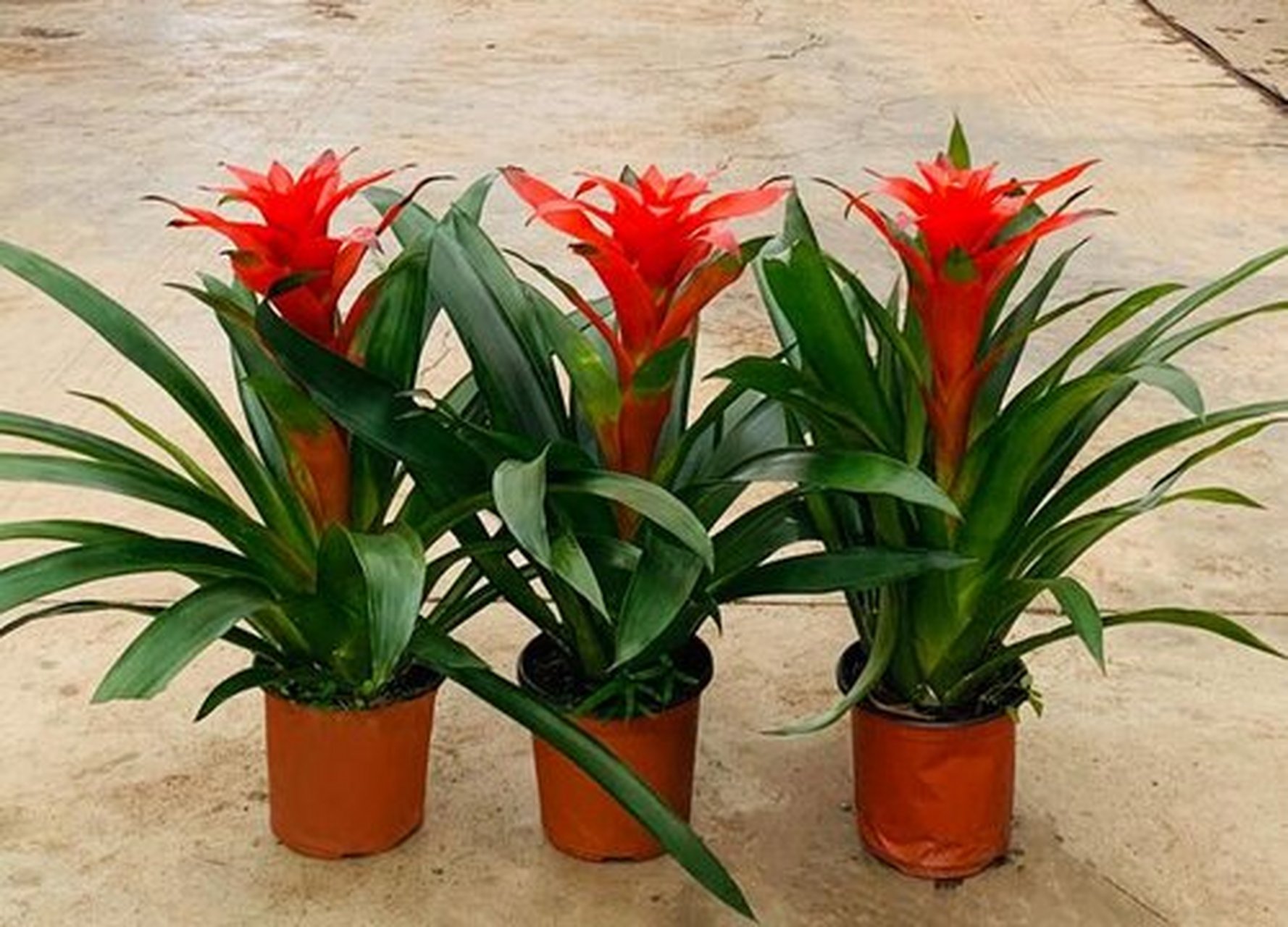 别担心,小编今天给大家介绍的盆栽——水塔花,绝对是最适合家庭养殖的