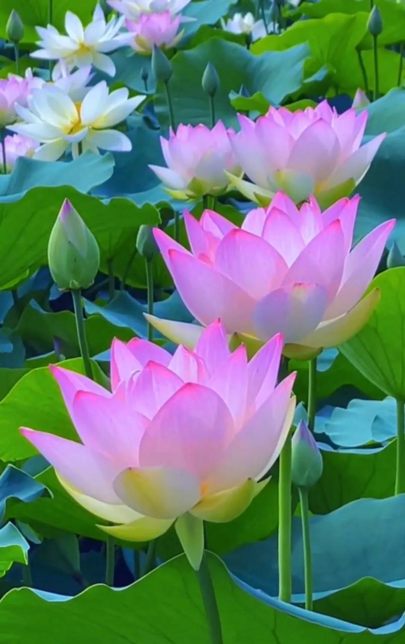 荷荷美美, 好运莲莲   但惜夏日长, 且等清风来, 风吹荷叶香, 心静