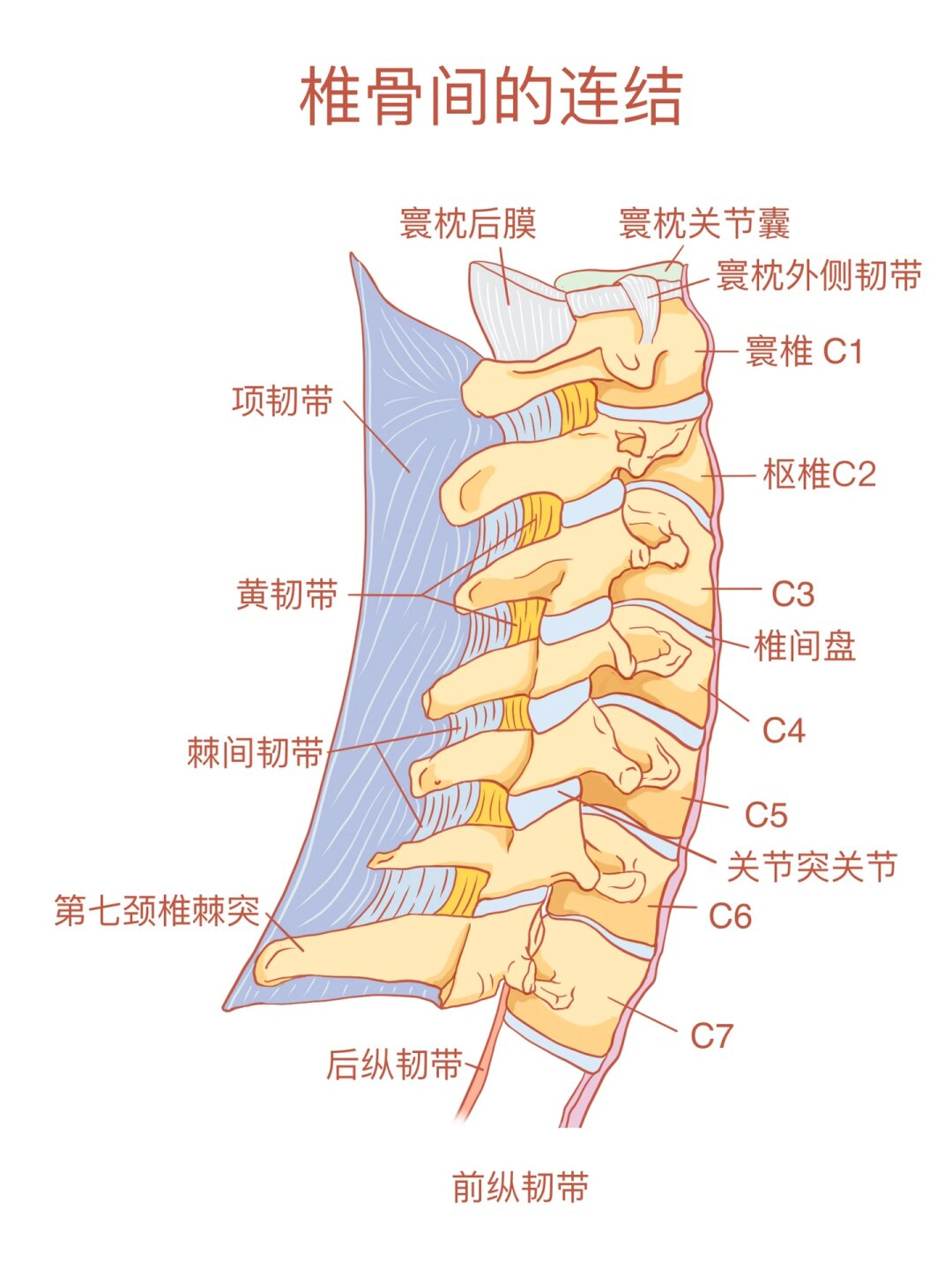 椎骨解剖结构图解图片