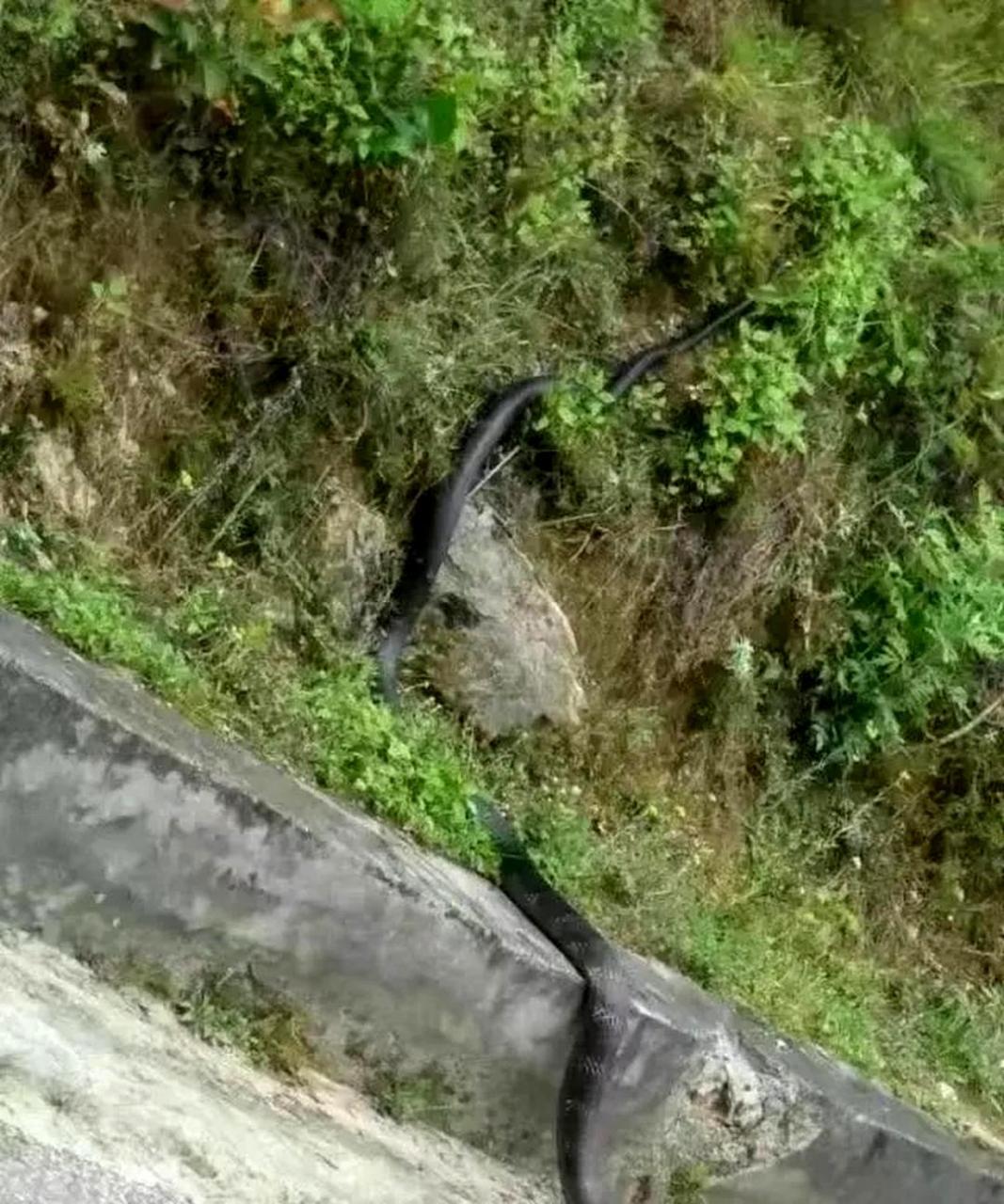 请问你们那里叫什么名字的蛇是我们这里所称的"过山风"?