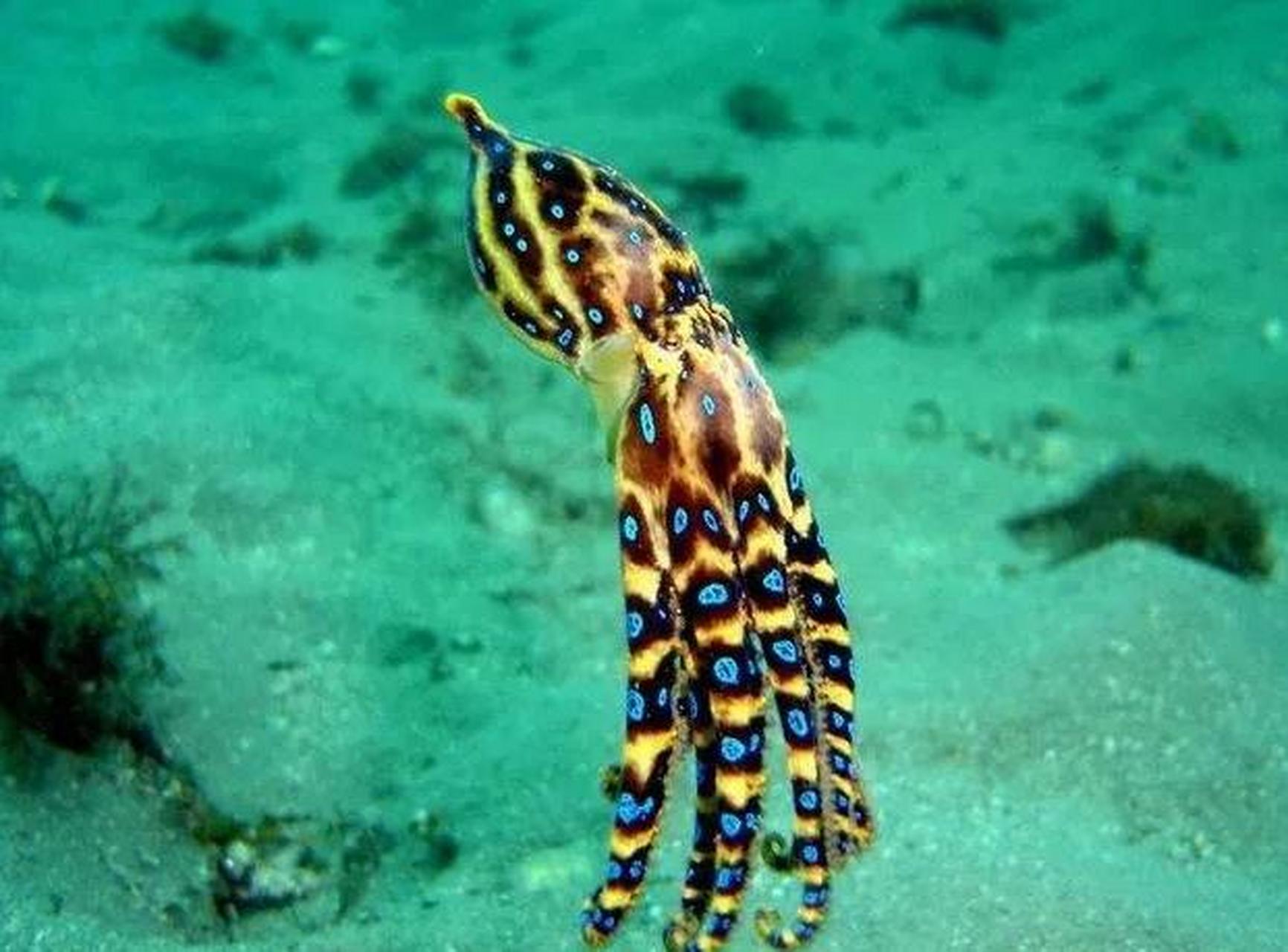 夏天出海游玩遇到了这种章鱼,可千万别大意,有剧毒!