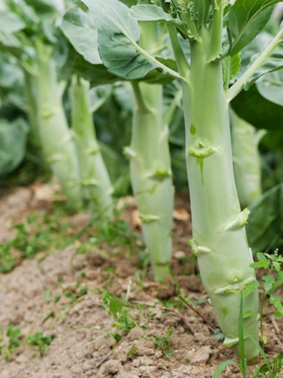 今天,我要跟大家分享一下我种植鸡腿芥兰的经历.