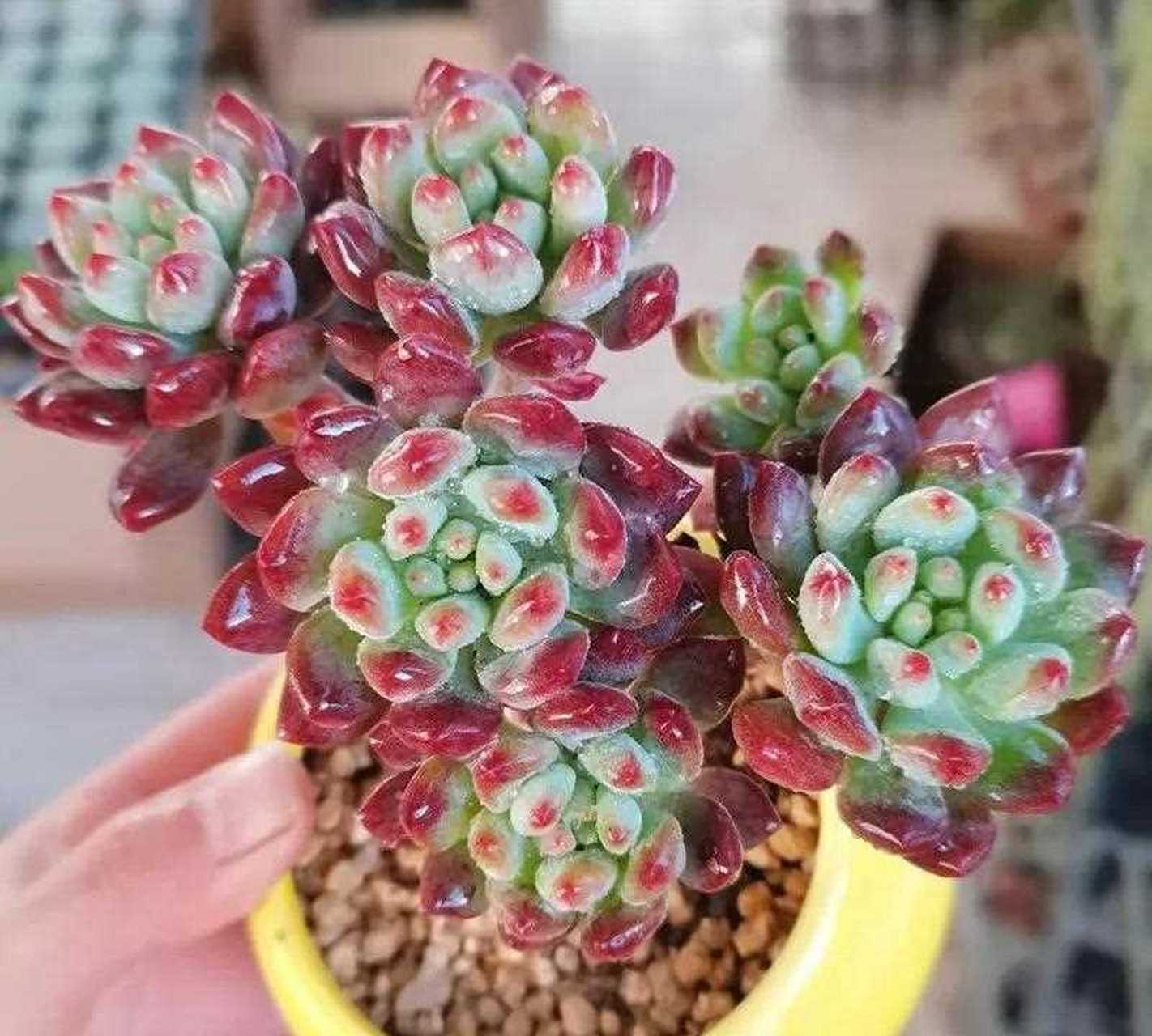 蓝苹果是景天科的一种多肉植物,又叫蓝精灵,是一种夏型种的多肉植物