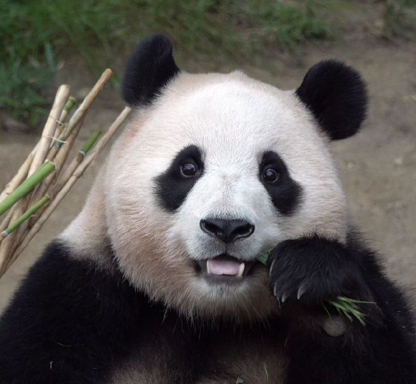 fubao_012486   #大熊猫福宝#  #大熊猫