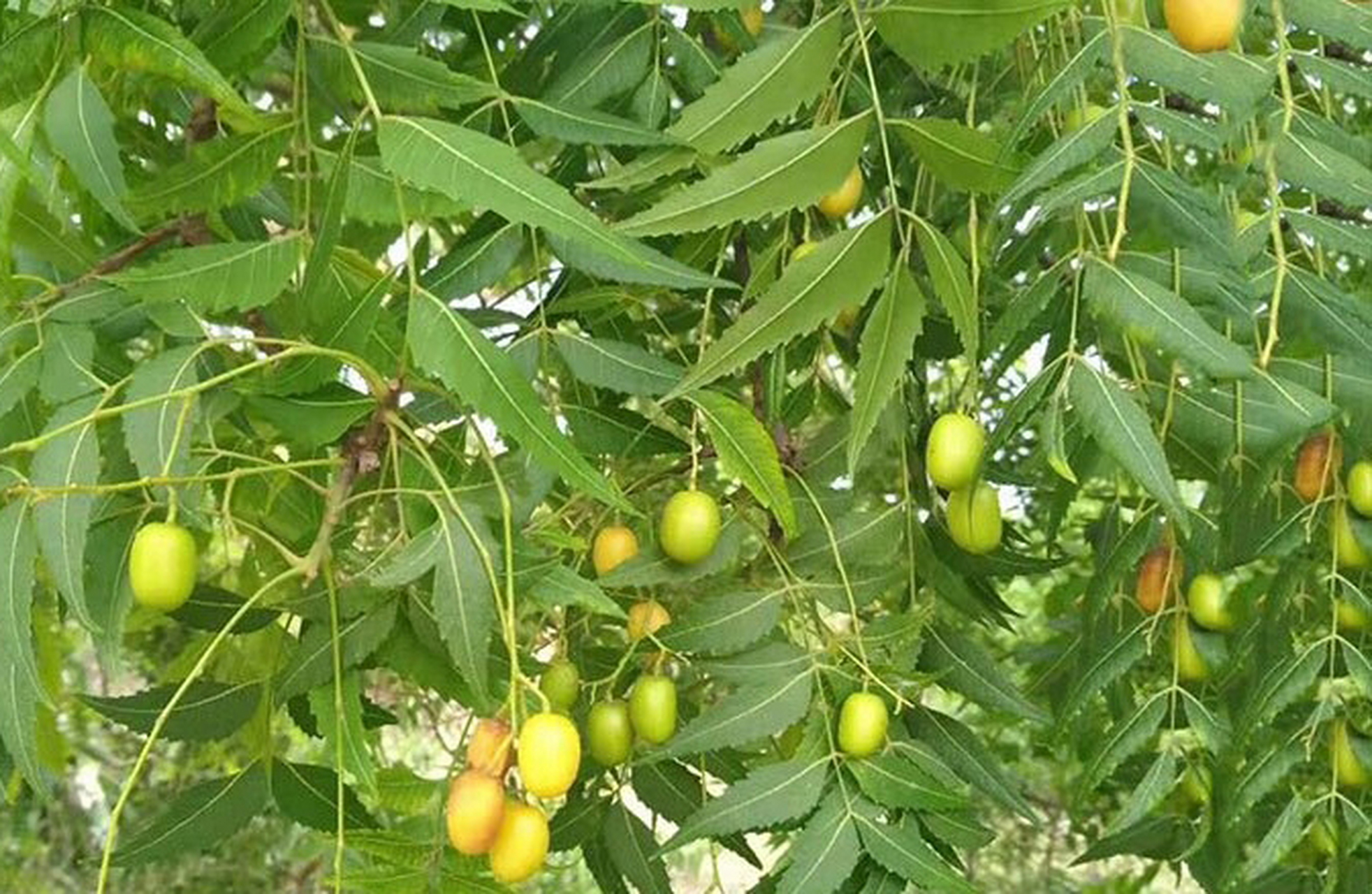 化合物百科:印楝素  #化学# #化合物百科# 印楝素是当今世界上公认的