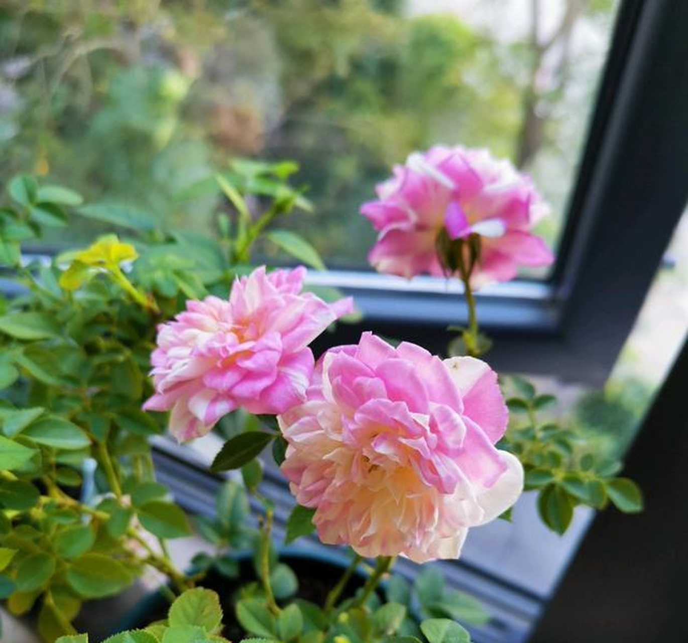 这种花名叫"幸福之门",或者"护身符",是一款微型月季花,和著名的"铃之