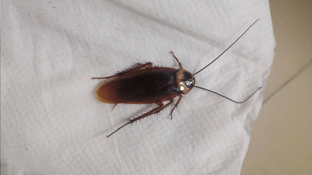 广东蟑螂真的会飞吗 ? 是的,我亲眼见过.