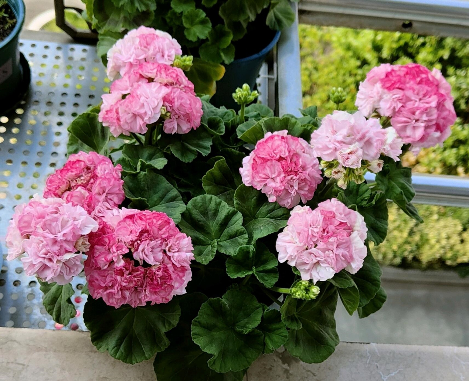 是天竺葵的"主场",给大家介绍一个适合阳台,窗台养的品种——重彩钻石