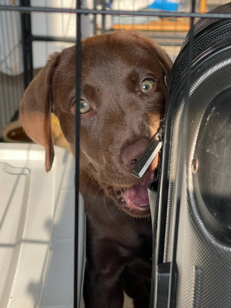 咖啡色的,一开始真是小看他了,比哈士奇馋多了,装傻的时候倒是像