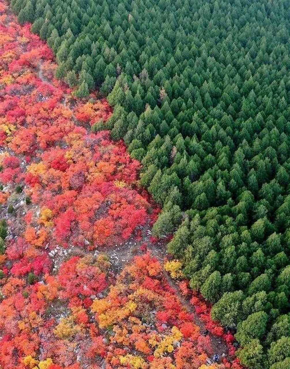 最近,山东济南的蝎子山因为其半边翠绿半边红的奇景,成为了各大平台的