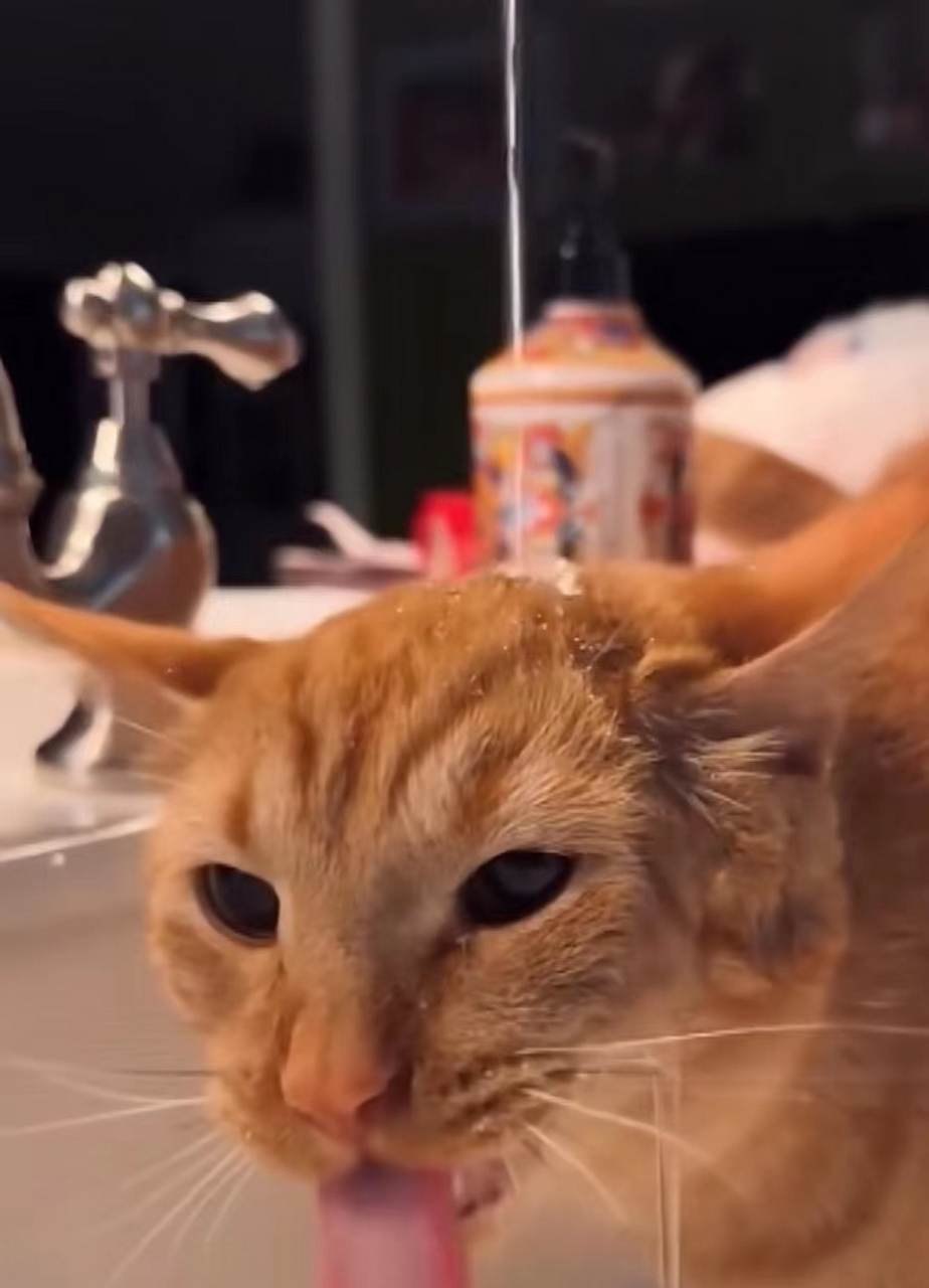 这水喝的披头盖脸的,澡都洗完了,水也没喝上. #搞笑萌宠