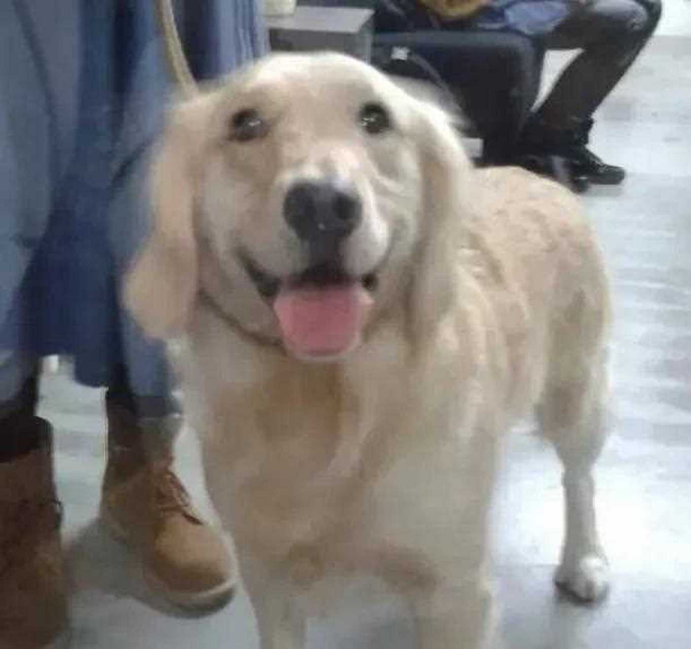 金毛梅茜走了,他变成了可以用大耳朵飞的天使了.