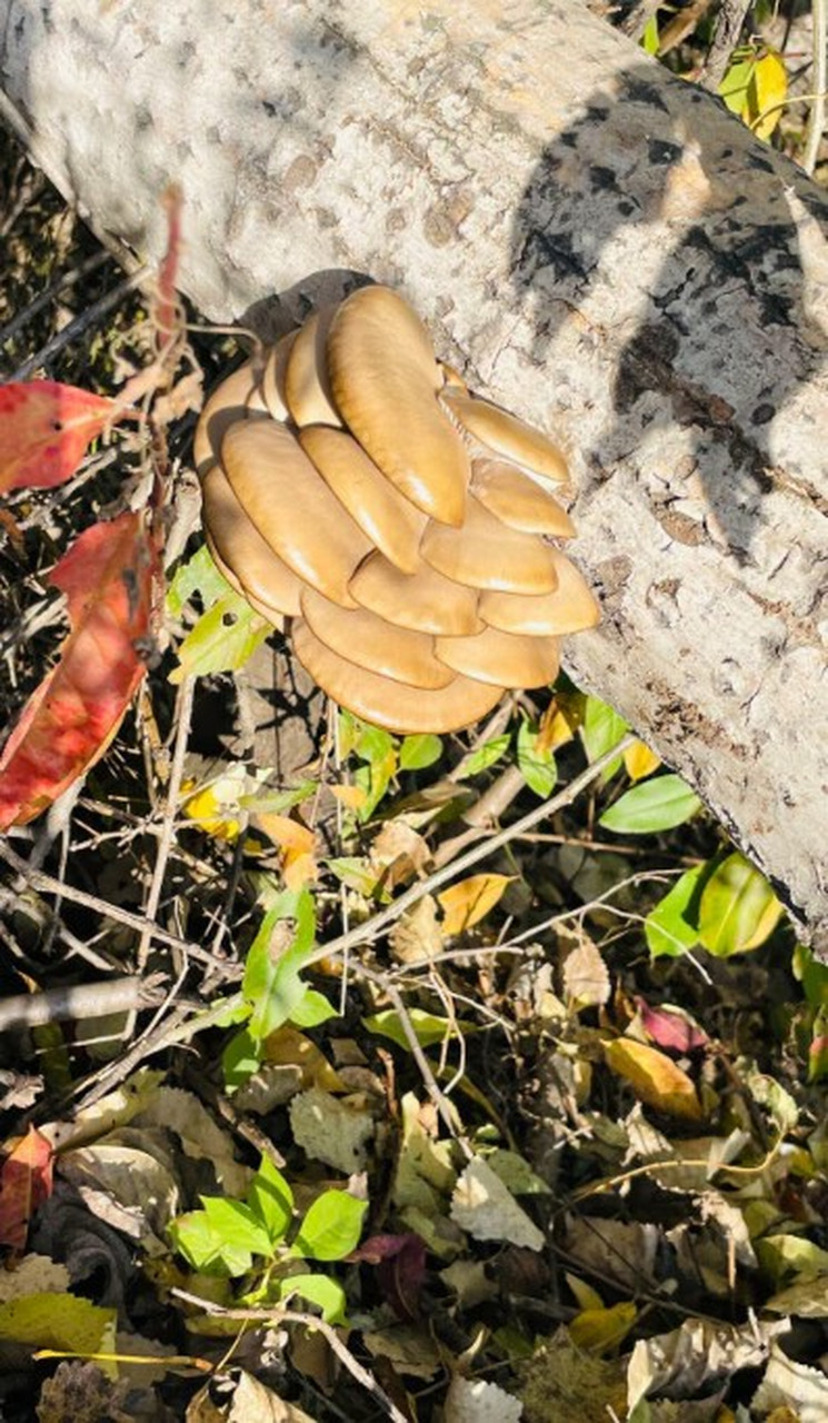 白杨树上长的,这是什么菇啊 有没有认识的[开心]