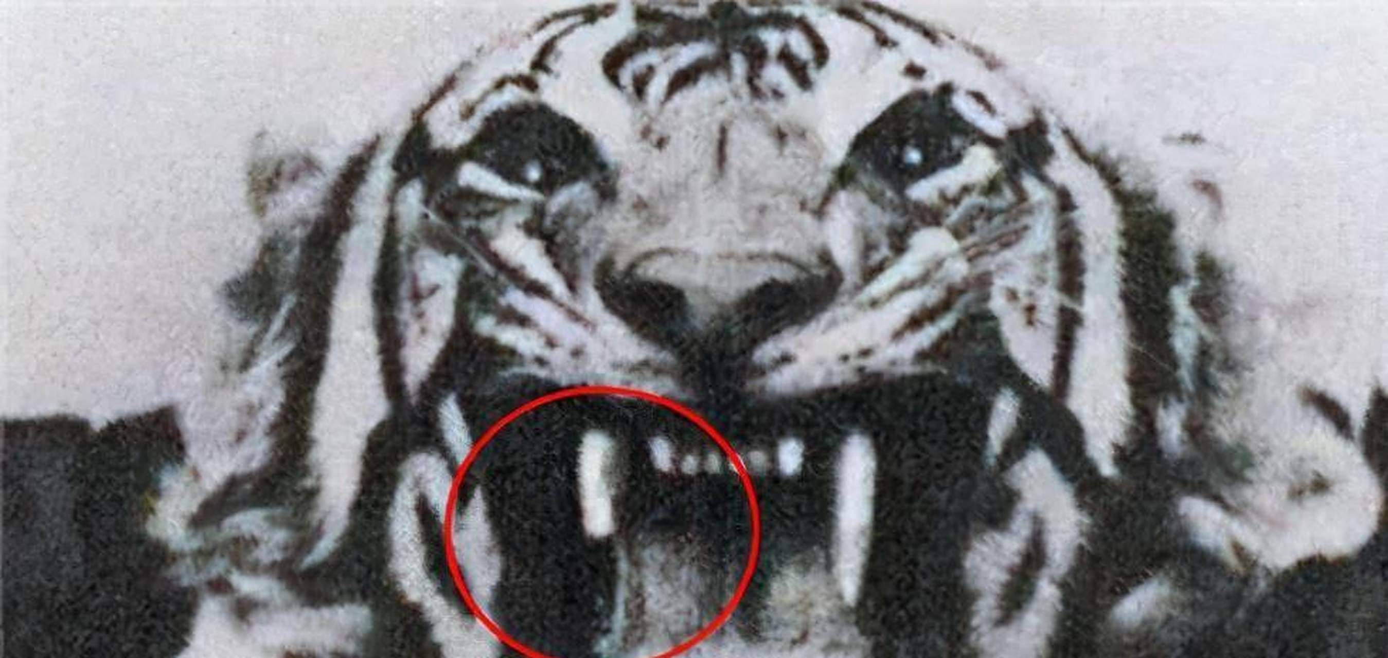 一九零五年,一只食人虎在尼泊尔和印度出现,七年内吞食了436人,直到它