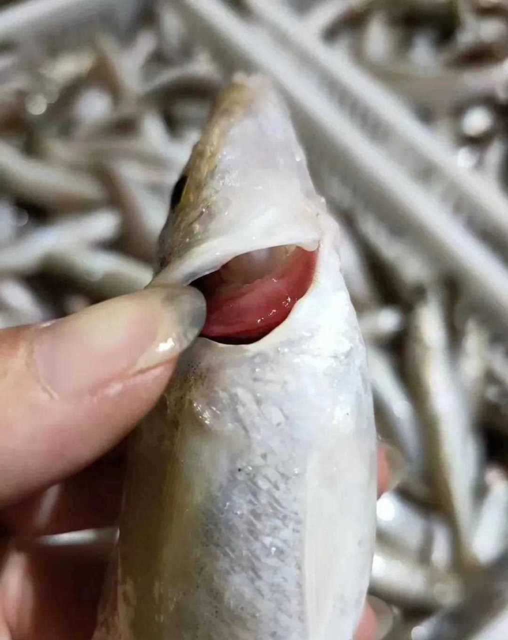 看看休鱼季节,湛江人在佛山怎样才能吃到海鲜[锦鲤] 这是今天海钓沙尖