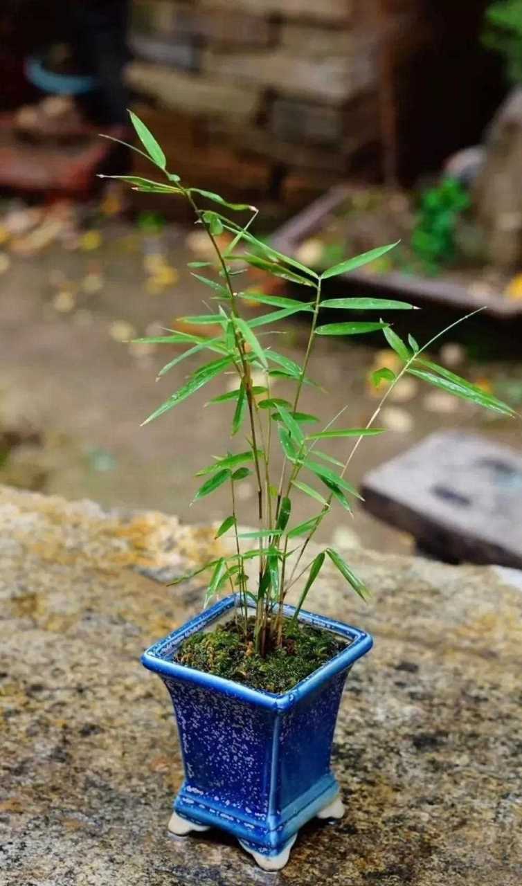 用一颗"空心"笑看人间烟云,繁花落尽.竹盆景雅赏