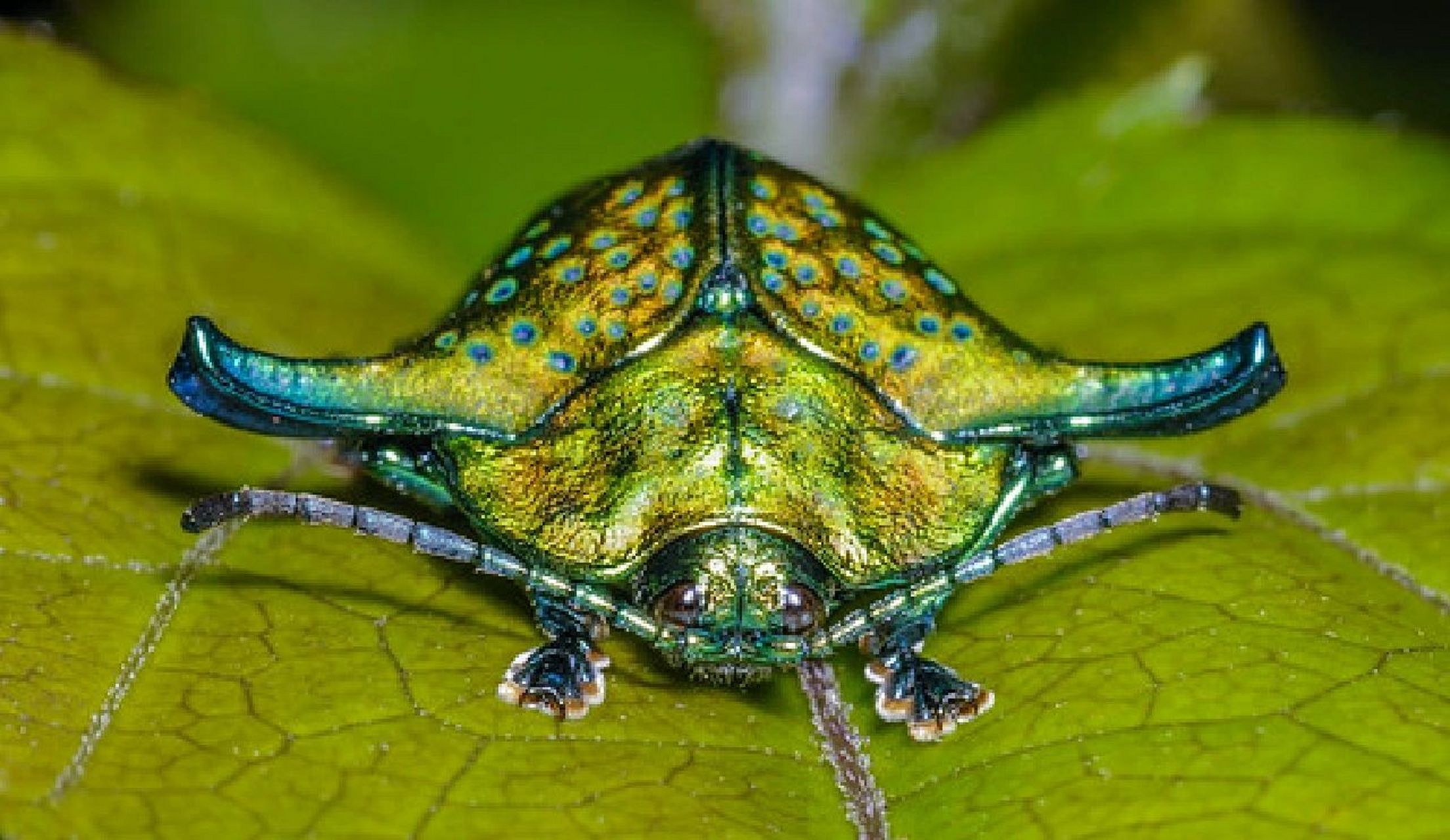分享一种非常有趣又漂亮的甲虫 中文名:侧角龟甲 拉丁名:omocerus