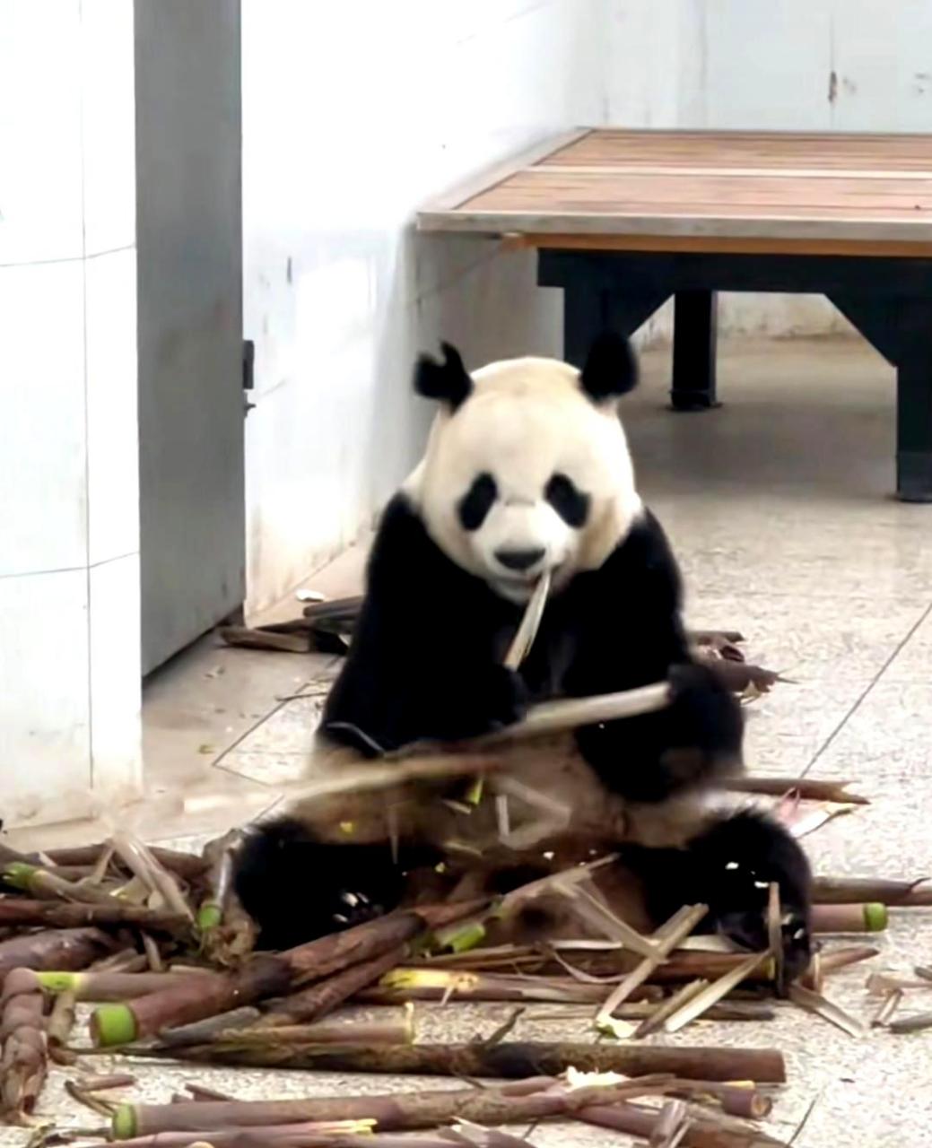 多年默默耕耘,一次意外惊艳世界,大熊猫楼阿宝的"扳手耳"成为全球瞩目