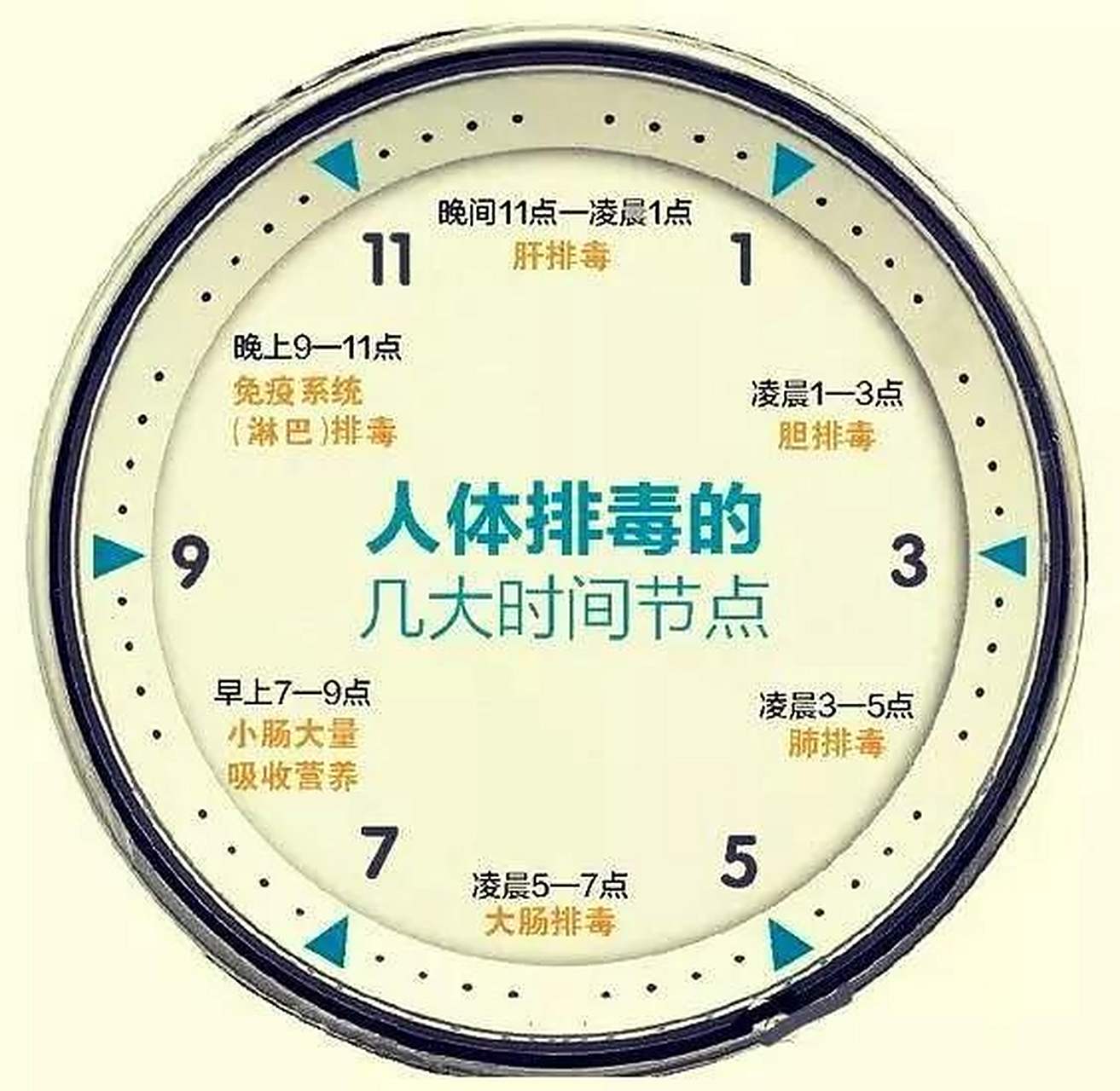 有人说,身体里有一个排毒时间表,比如肝脏会在晚上11点到1点排毒等等.