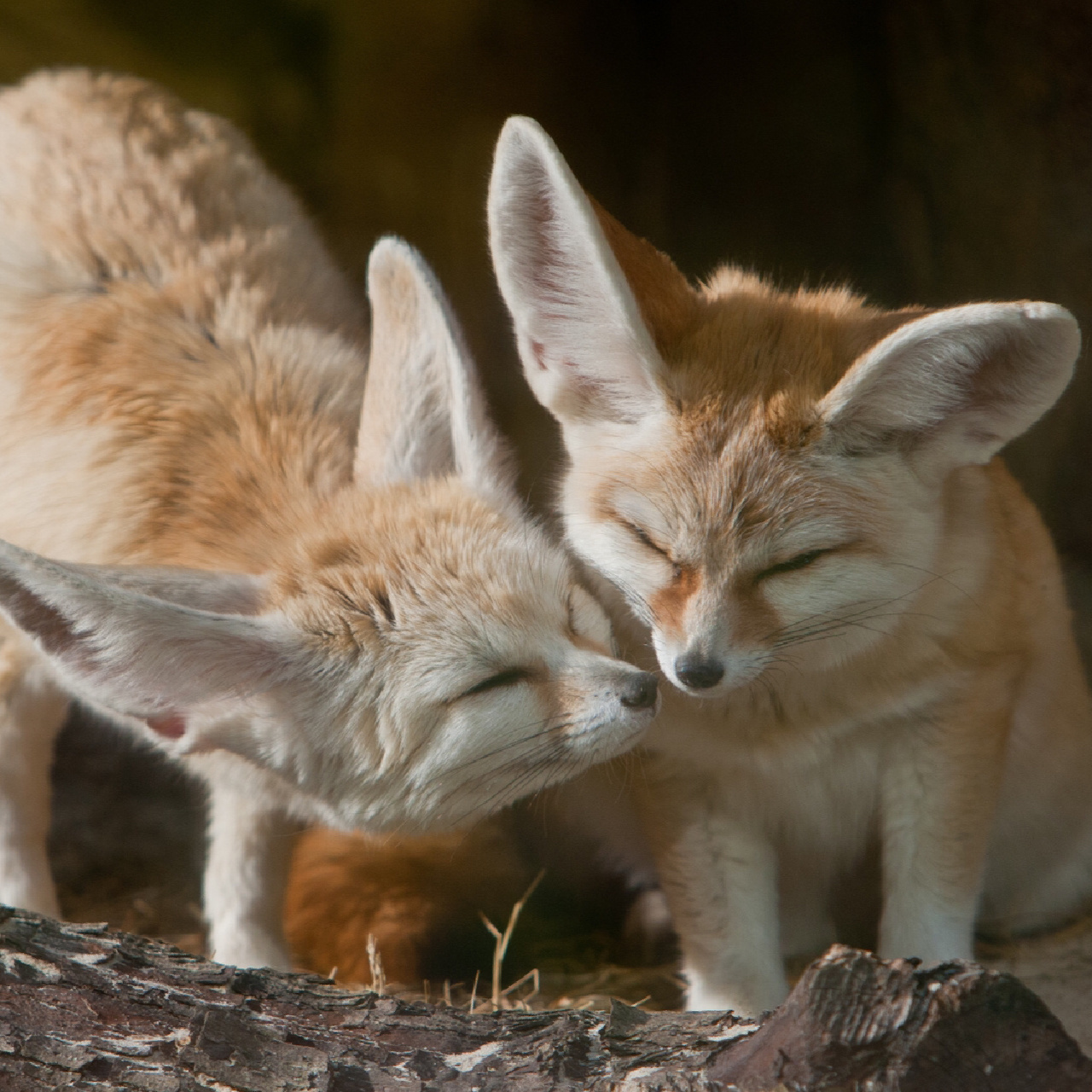 每天陪孩子一起瞧动物 名称:耳廓狐 别名:大耳小狐,沙漠小狐 分类