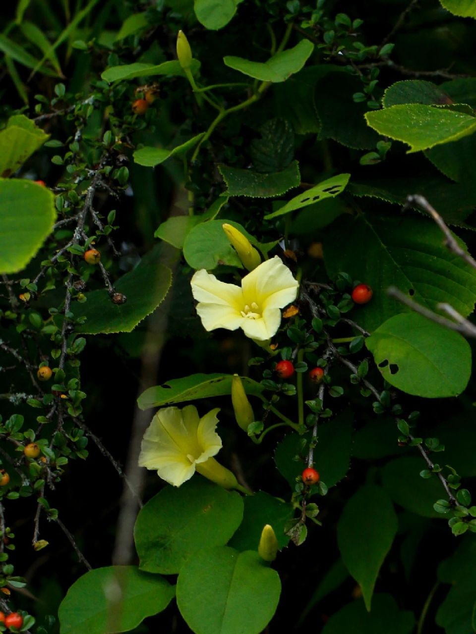 像喇叭花的山土瓜花,同为旋花科,却属于鱼黄草属的山土瓜花,像极了