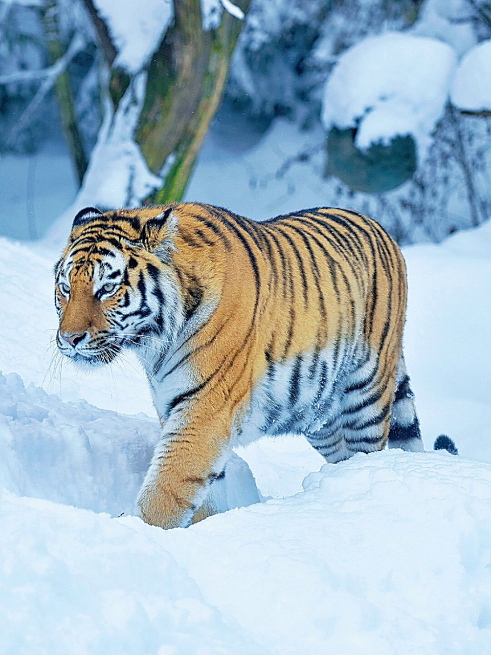 《奕奕》好有精神的东北虎子.