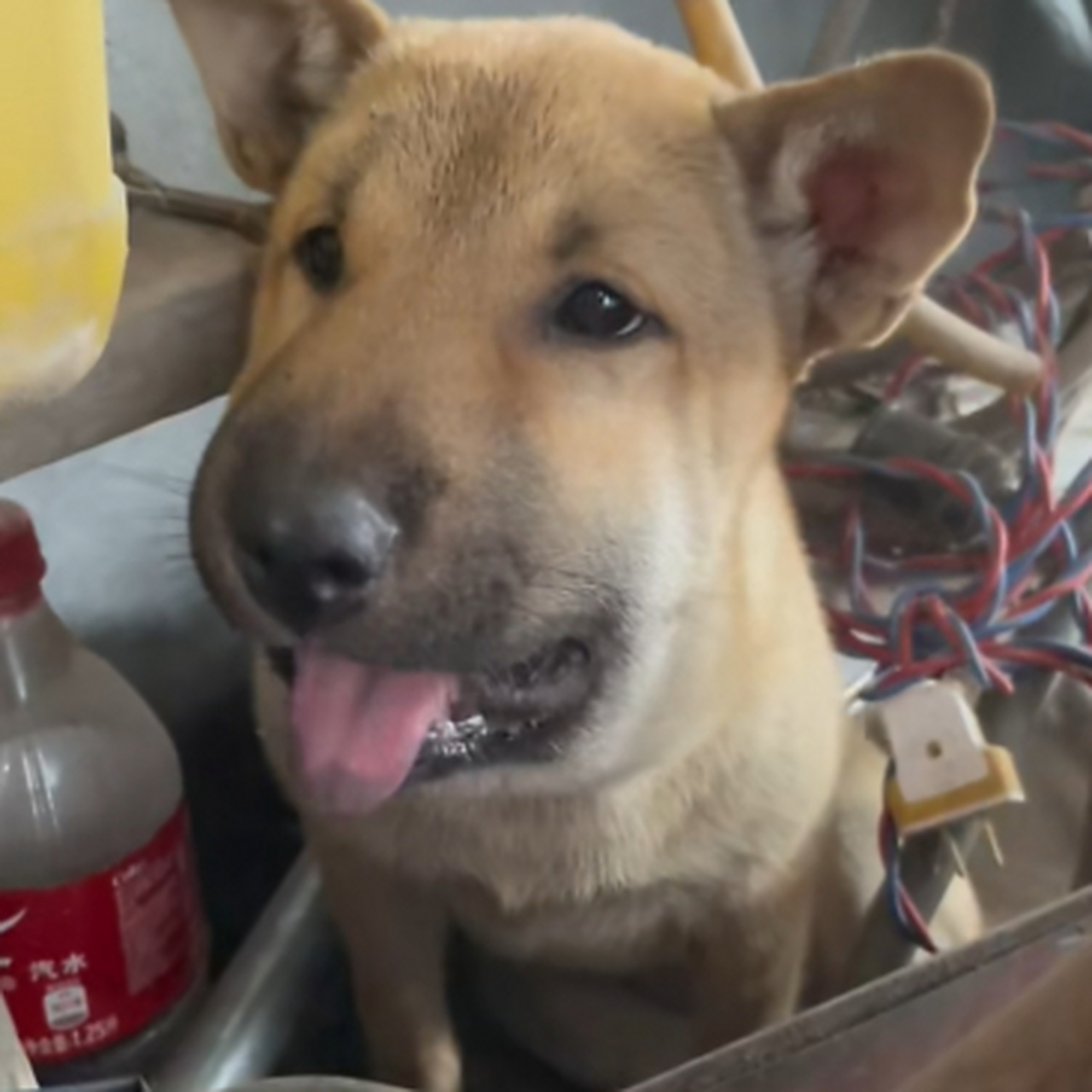 被蜜蜂蛰的狗子,脸肿的像个猪头.