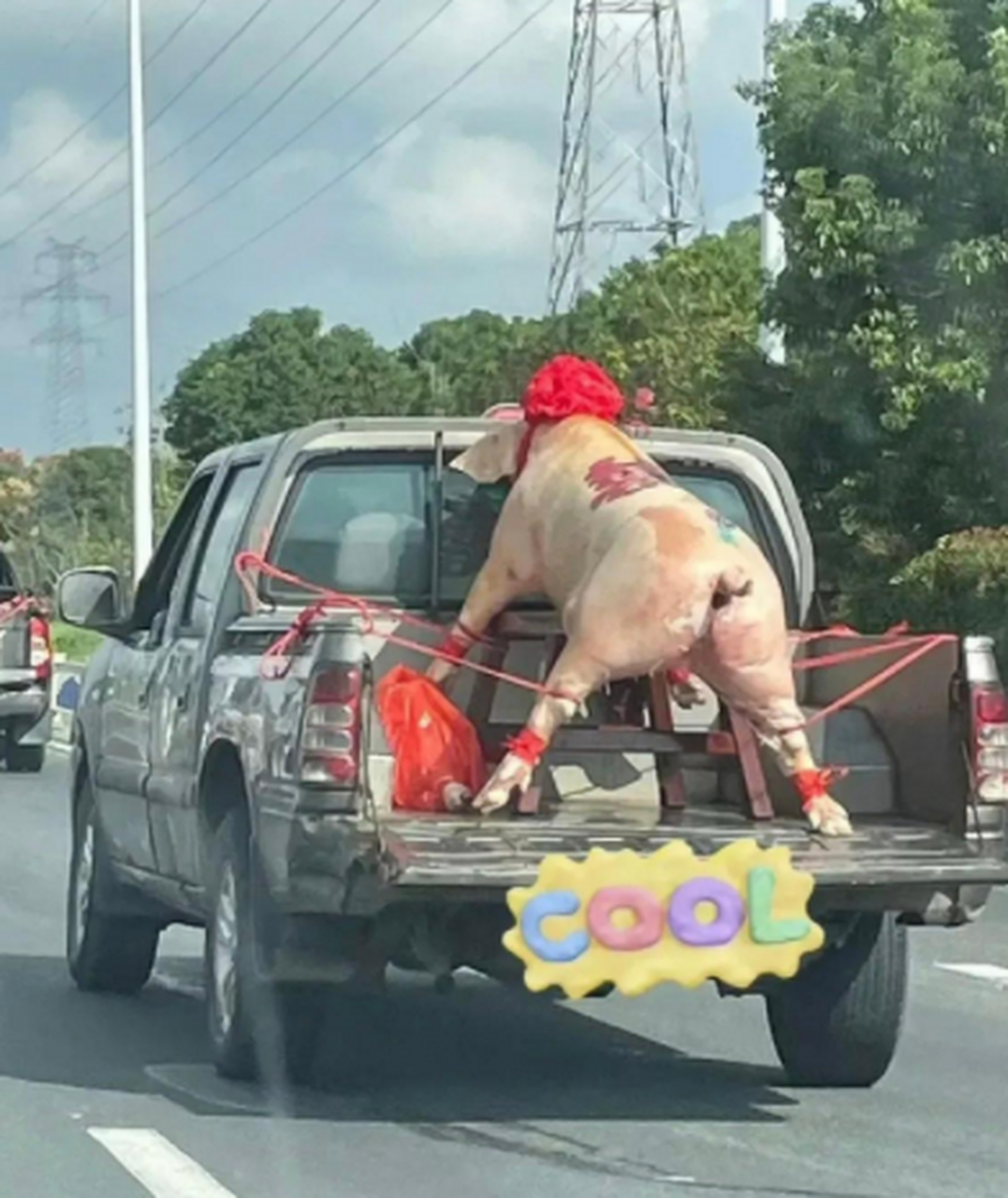 这是拉猪结婚吗?配的快齐全!