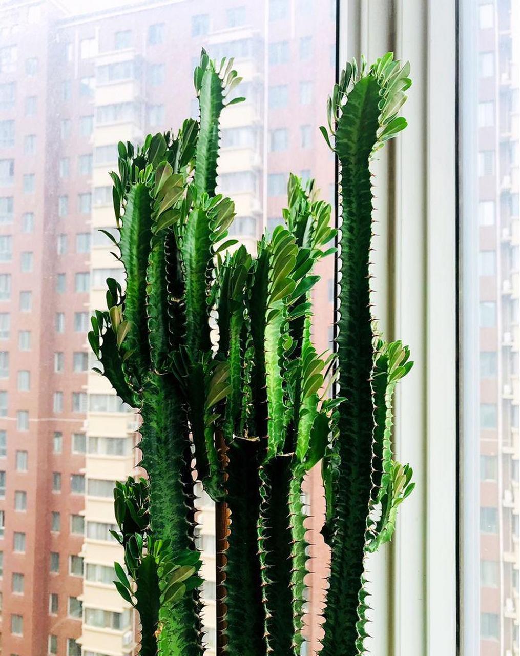 据说30岁以上的人喜欢养龙骨花!