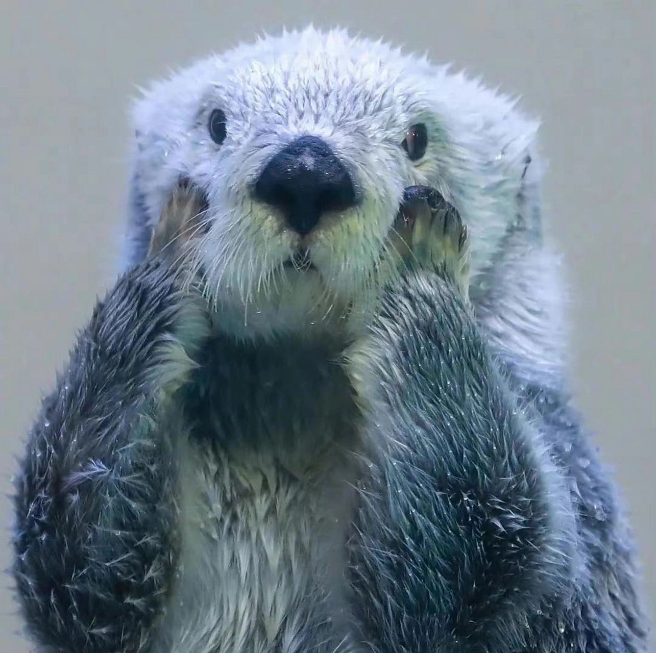 最可爱的干饭明星——海獭  是水獭之中海生的一种水獭,小小的眼睛