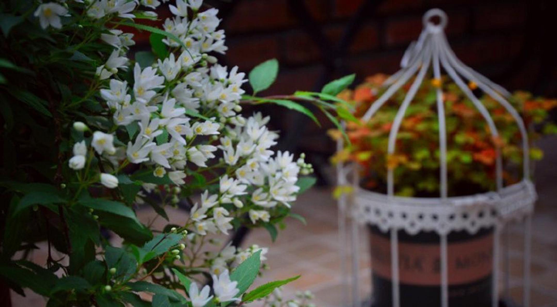 溲疏为多年生落叶灌木,在春季和初夏开花.