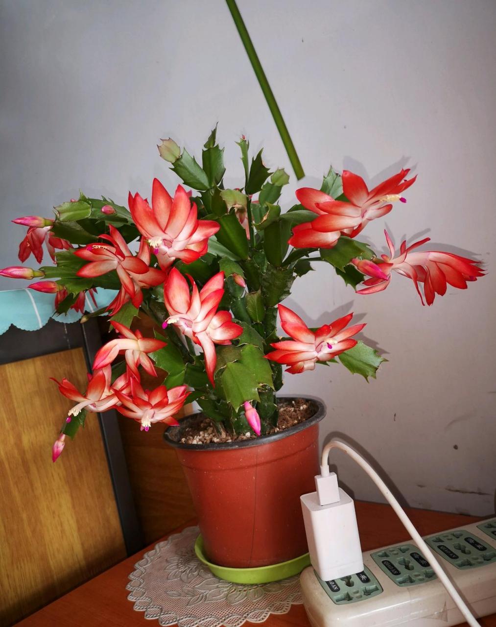 蟹爪兰"爱丽丝"开花的样子[期待]红白相间的花色,在阳光底下闪亮亮的